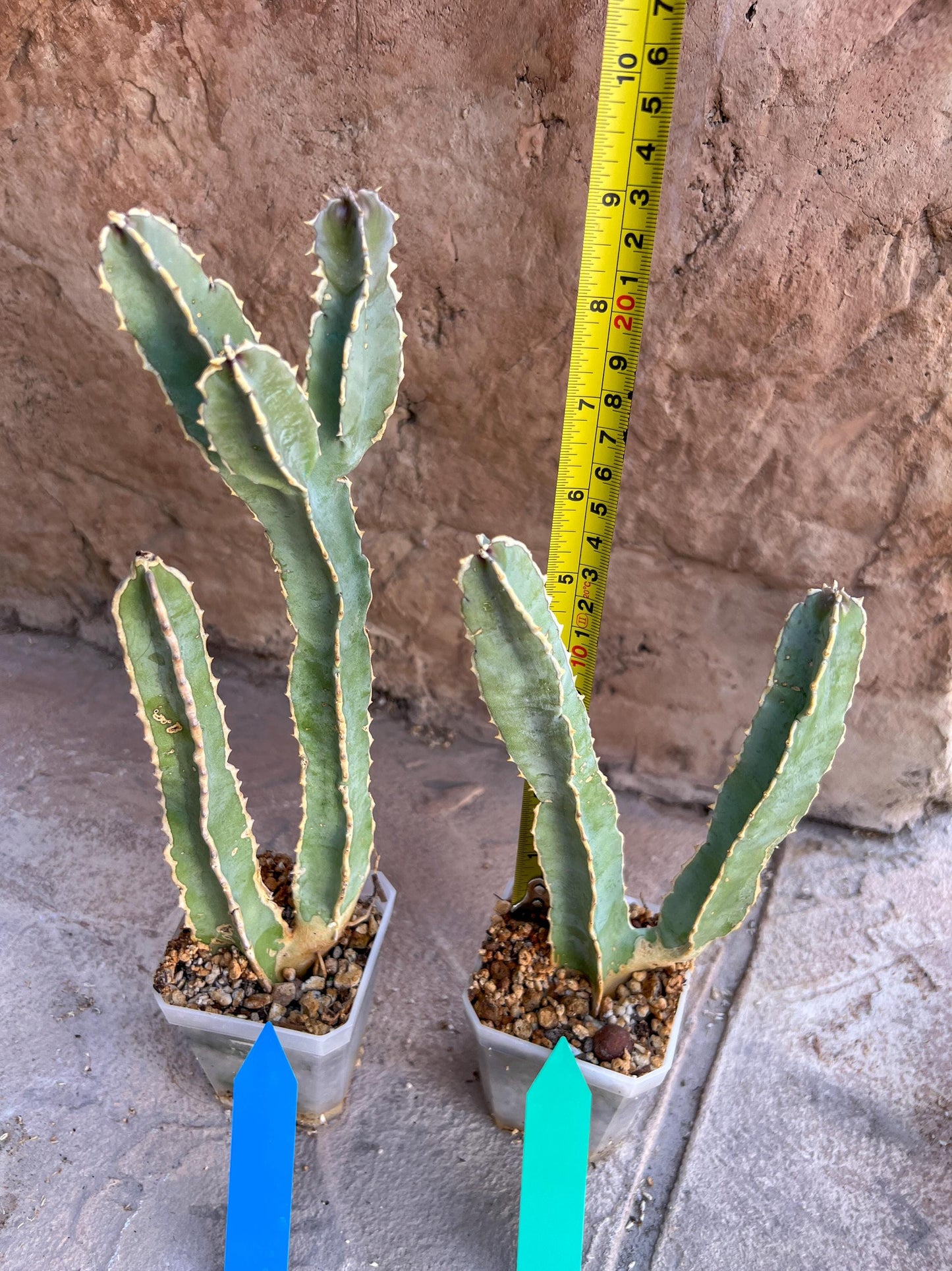 Ammak 'Green' | Rare Imported Plants | 2.5" Pot