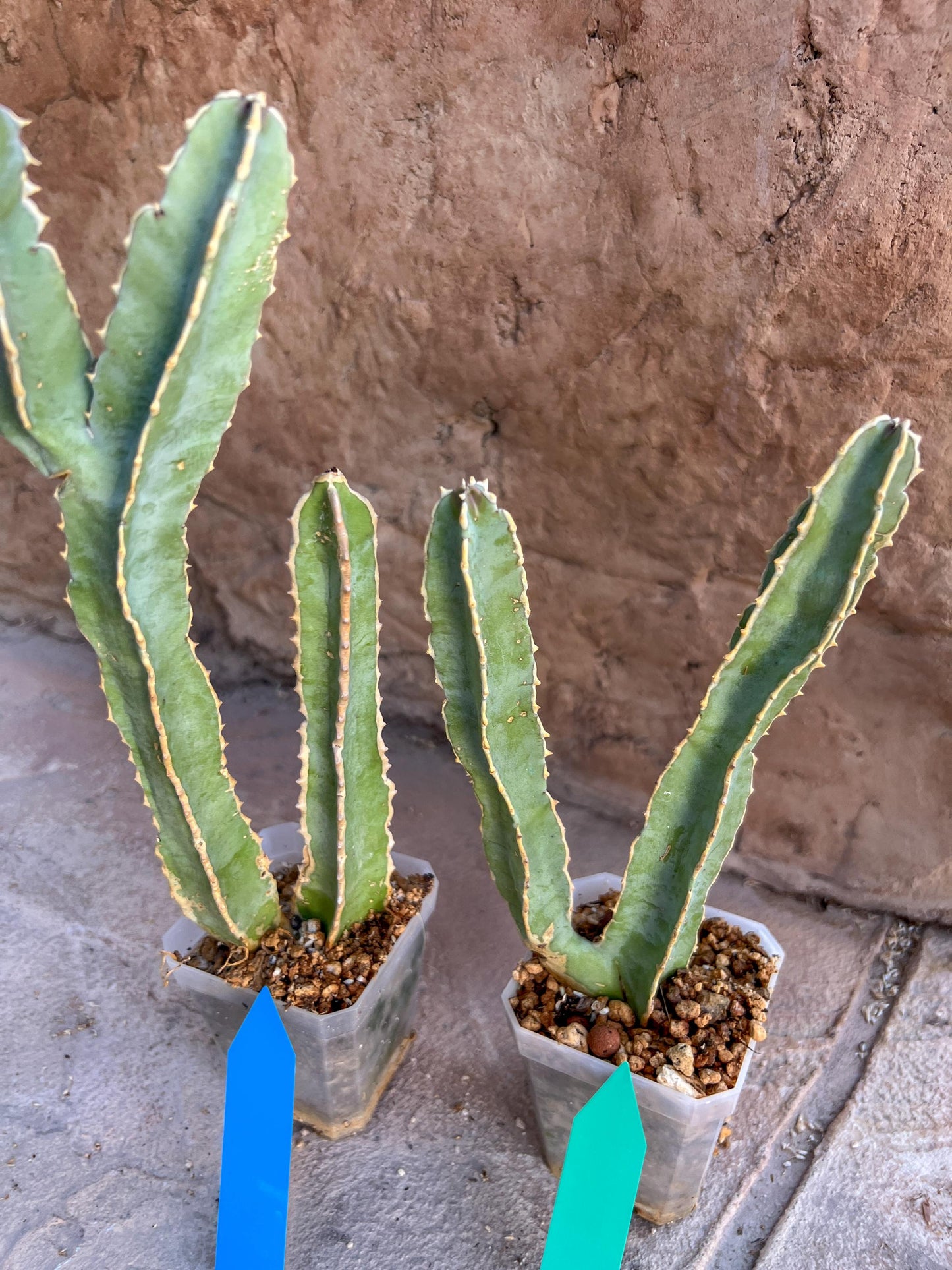 Ammak 'Green' | Rare Imported Plants | 2.5" Pot
