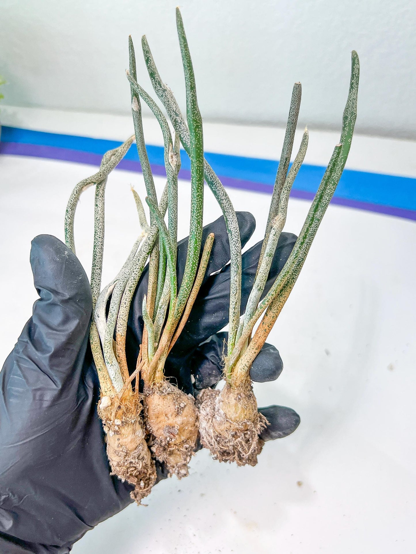 Caput Medusae | Imported Cactus | Rare Succulent