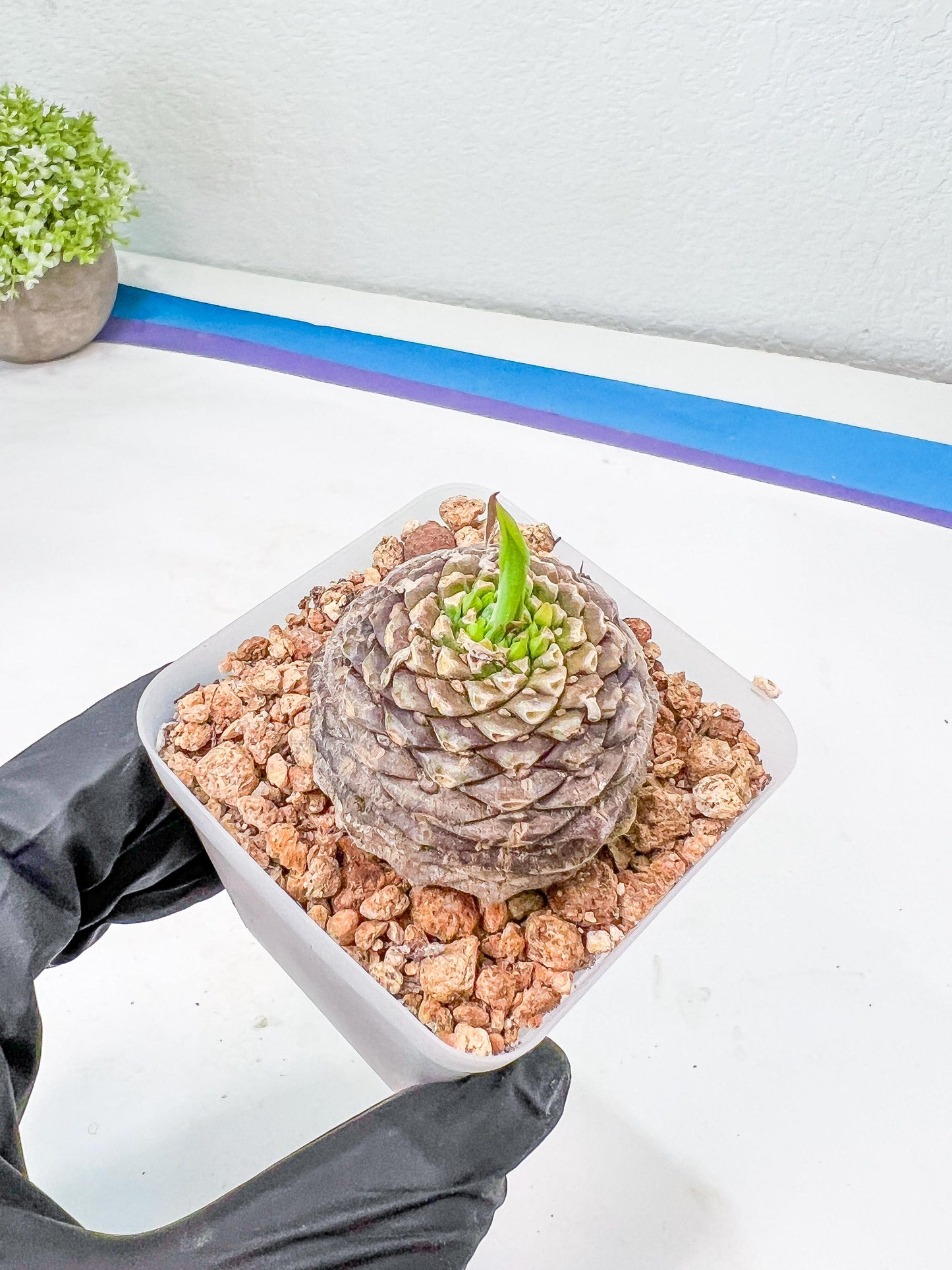 Euphorb Bupleurifolia | Imported Cactus | Rare Succulent