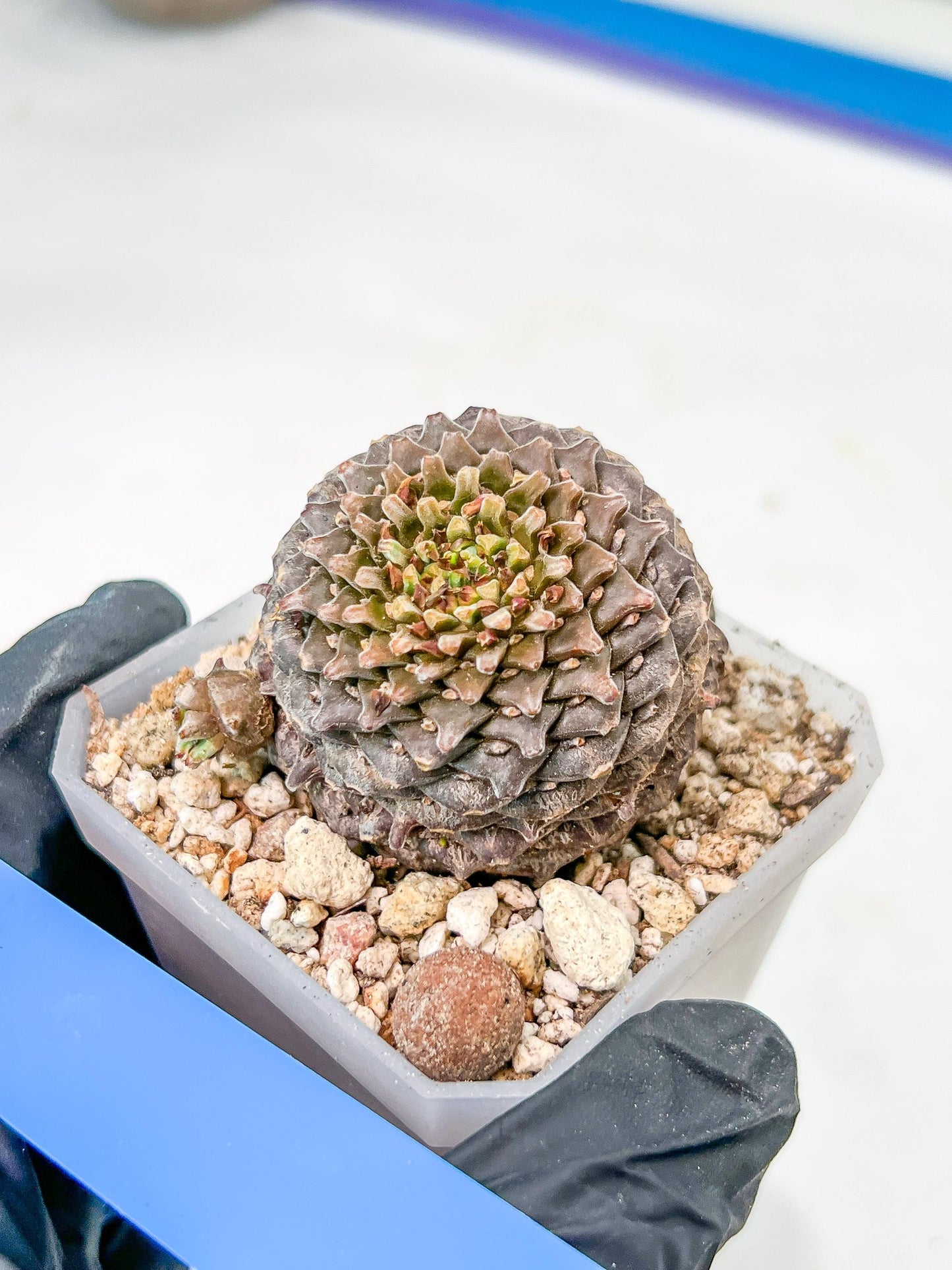 Euphorb Bupleurifolia | Imported Cactus | Rare Succulent