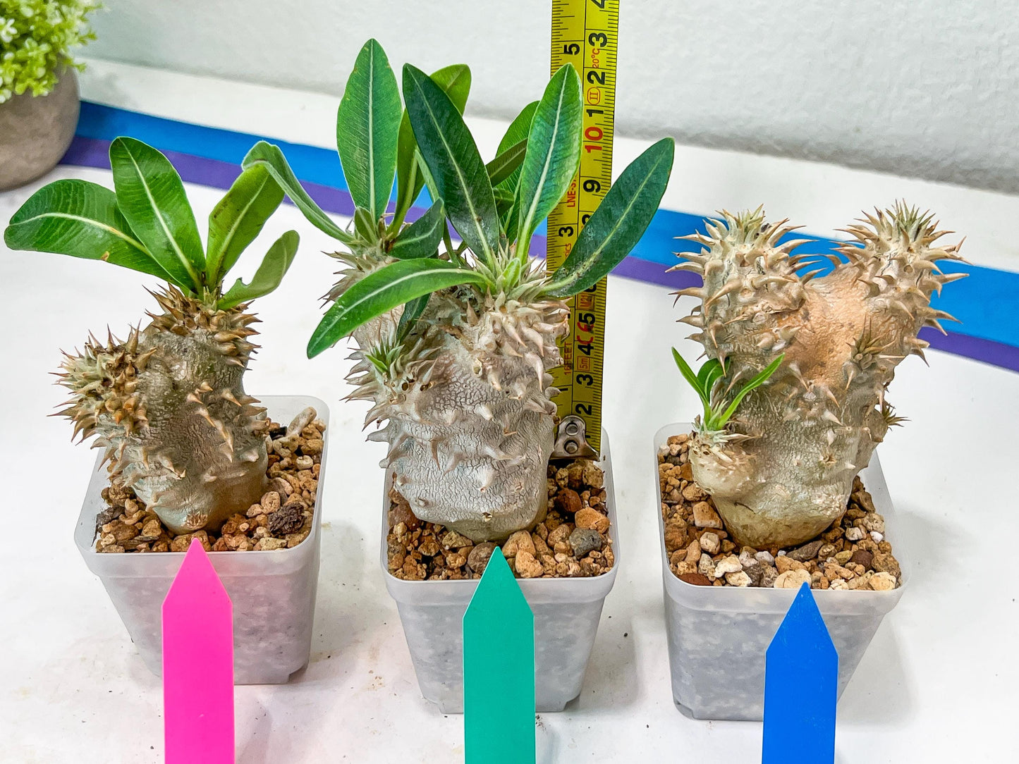 Bevicaule Baker | Import Plants | 2.5' Pots