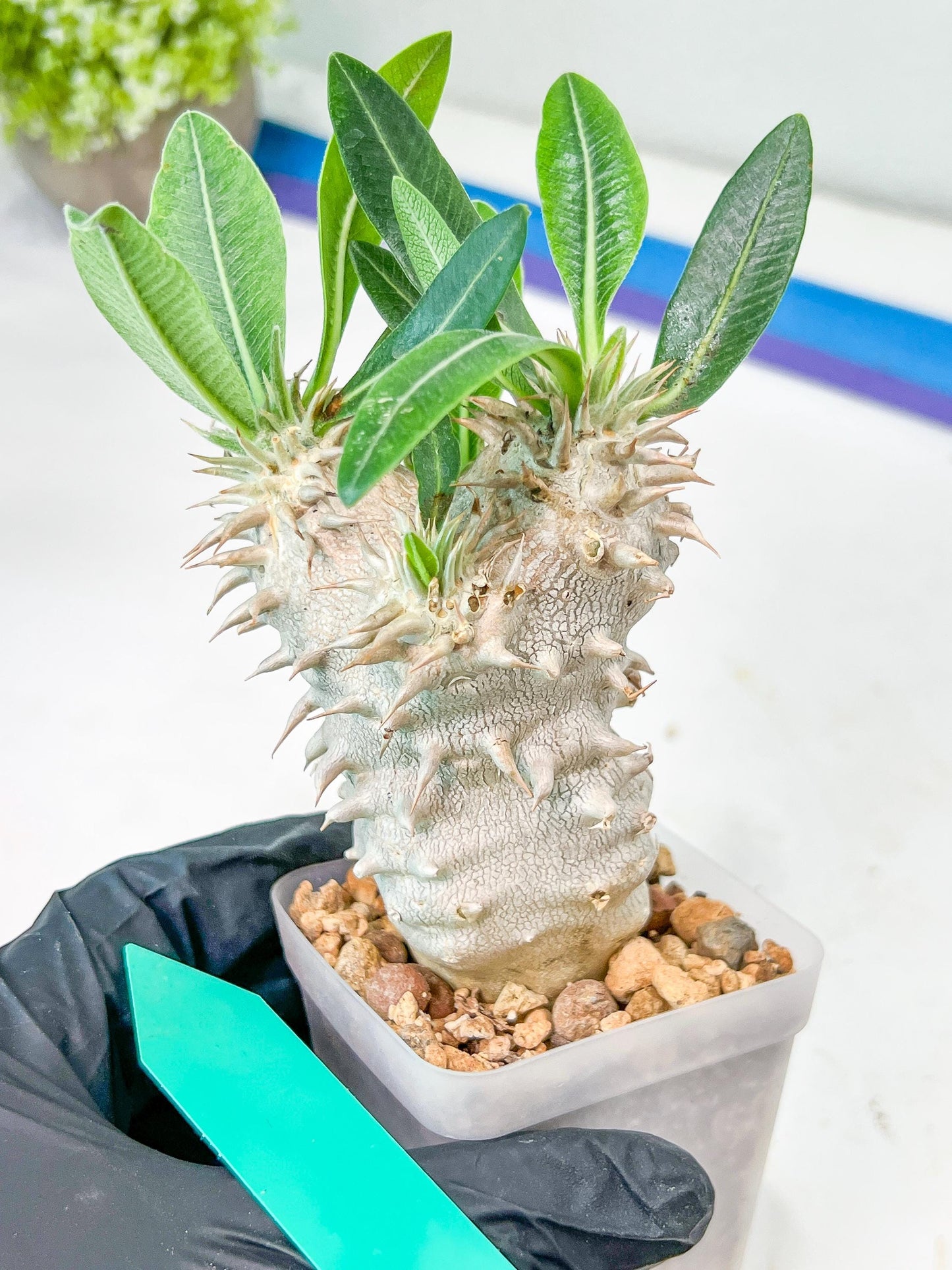 Bevicaule Baker | Import Plants | 2.5' Pots