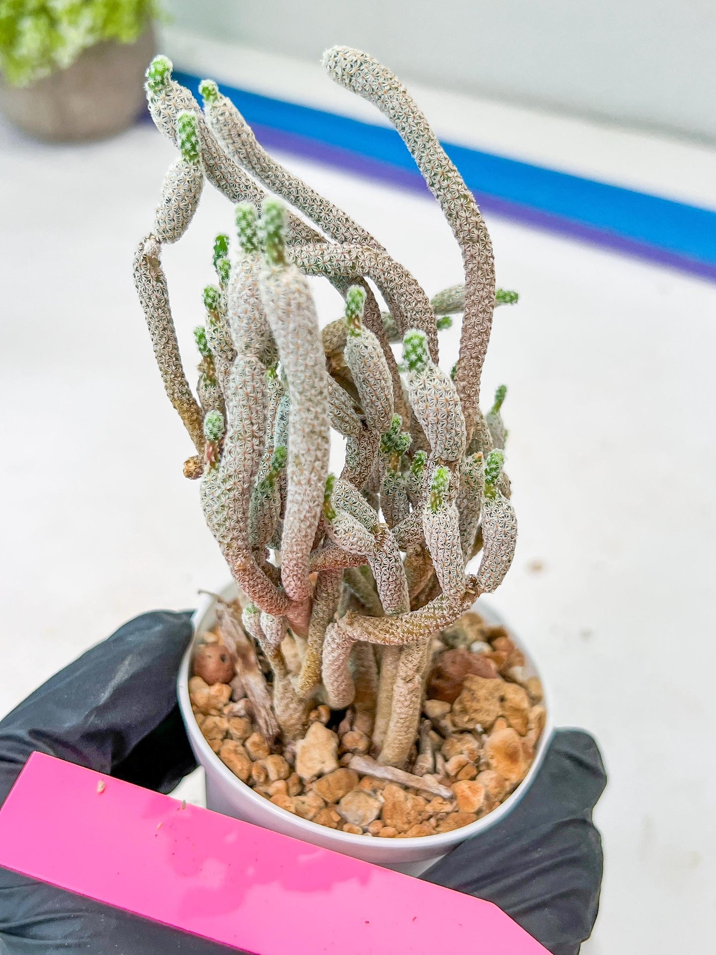 Cluster Krainzianus | Imported Cactus | Rare Succulent