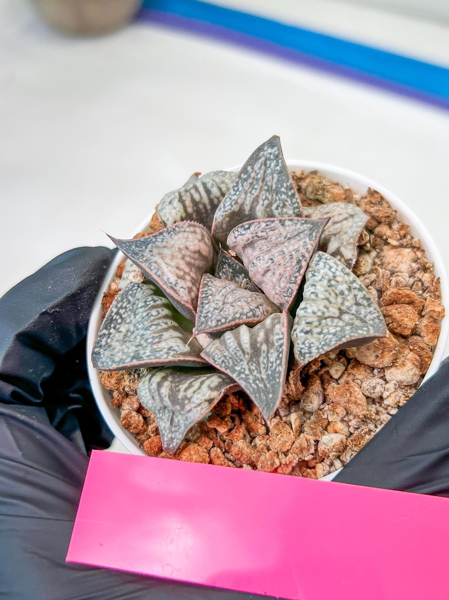 Haworthia Oiran Blue Crab or Haukui Qing Xie (H3A) | Rare Import