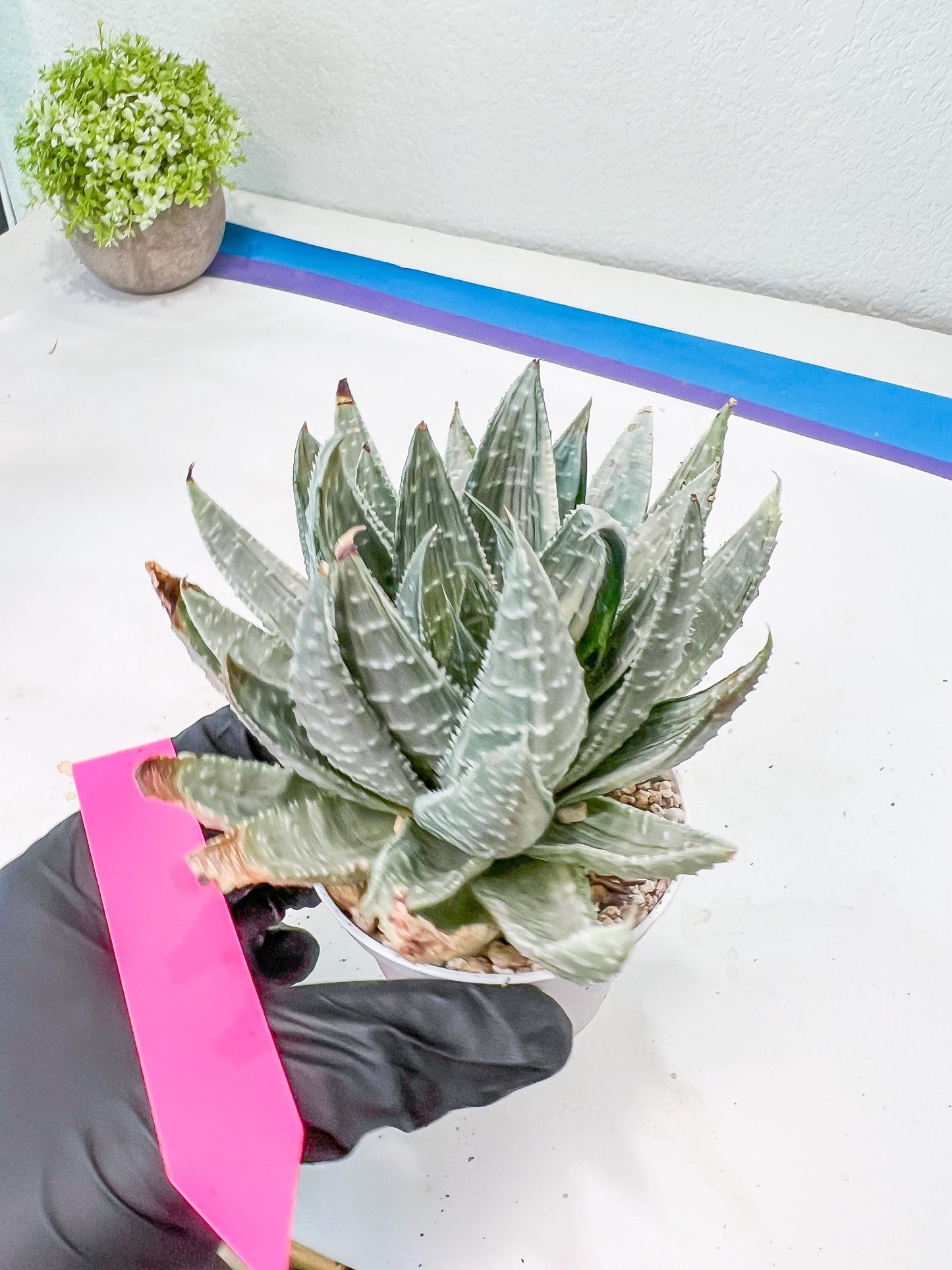 Gasteraloe beguinii Silver variegata | Rare Import