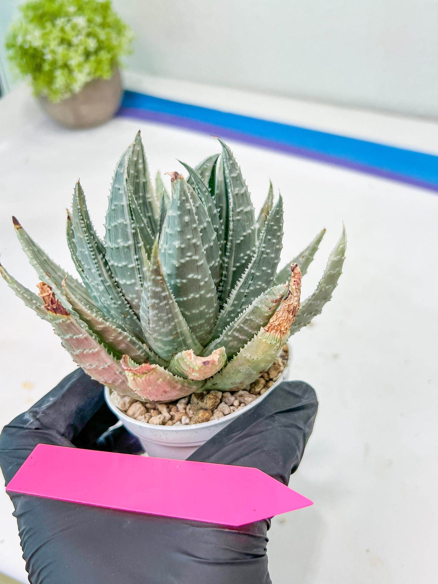 Gasteraloe beguinii Silver variegata | Rare Import