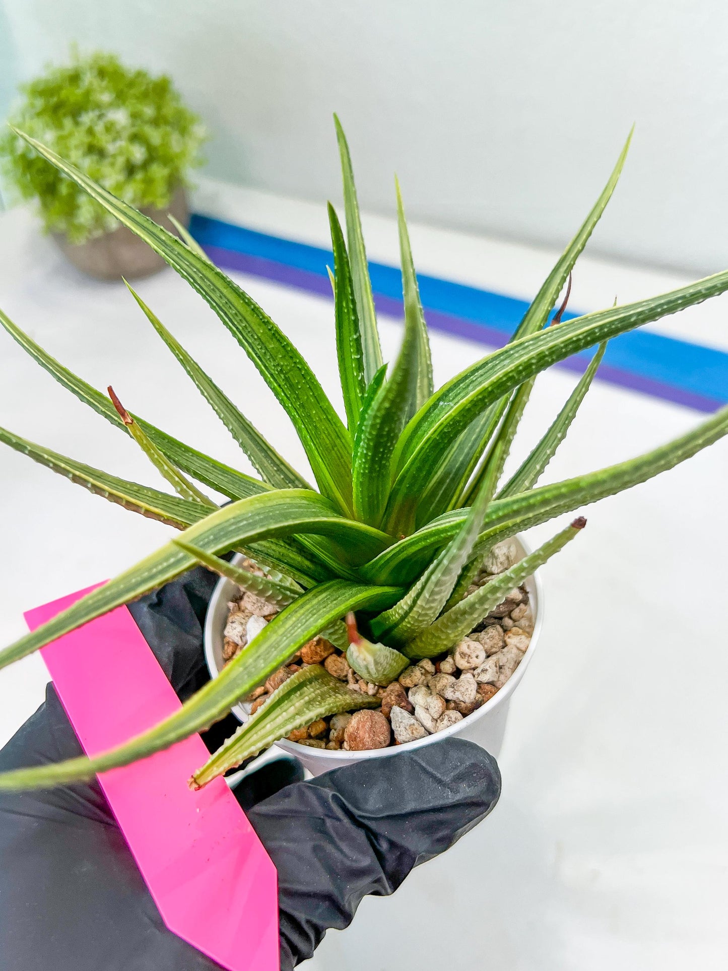 Haworthia Aura (H7) | Impored Haworthia