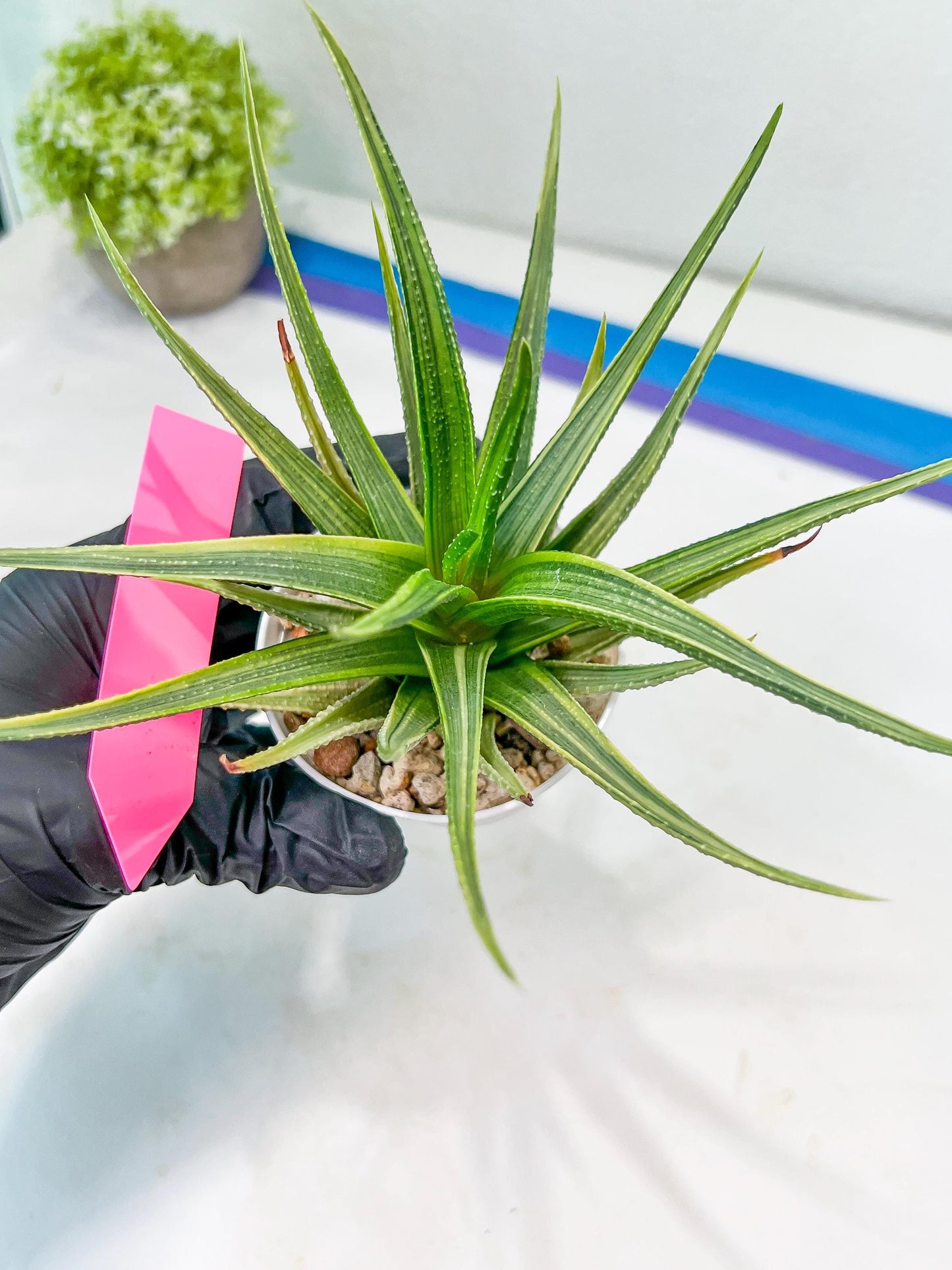 Haworthia Aura (H7) | Impored Haworthia