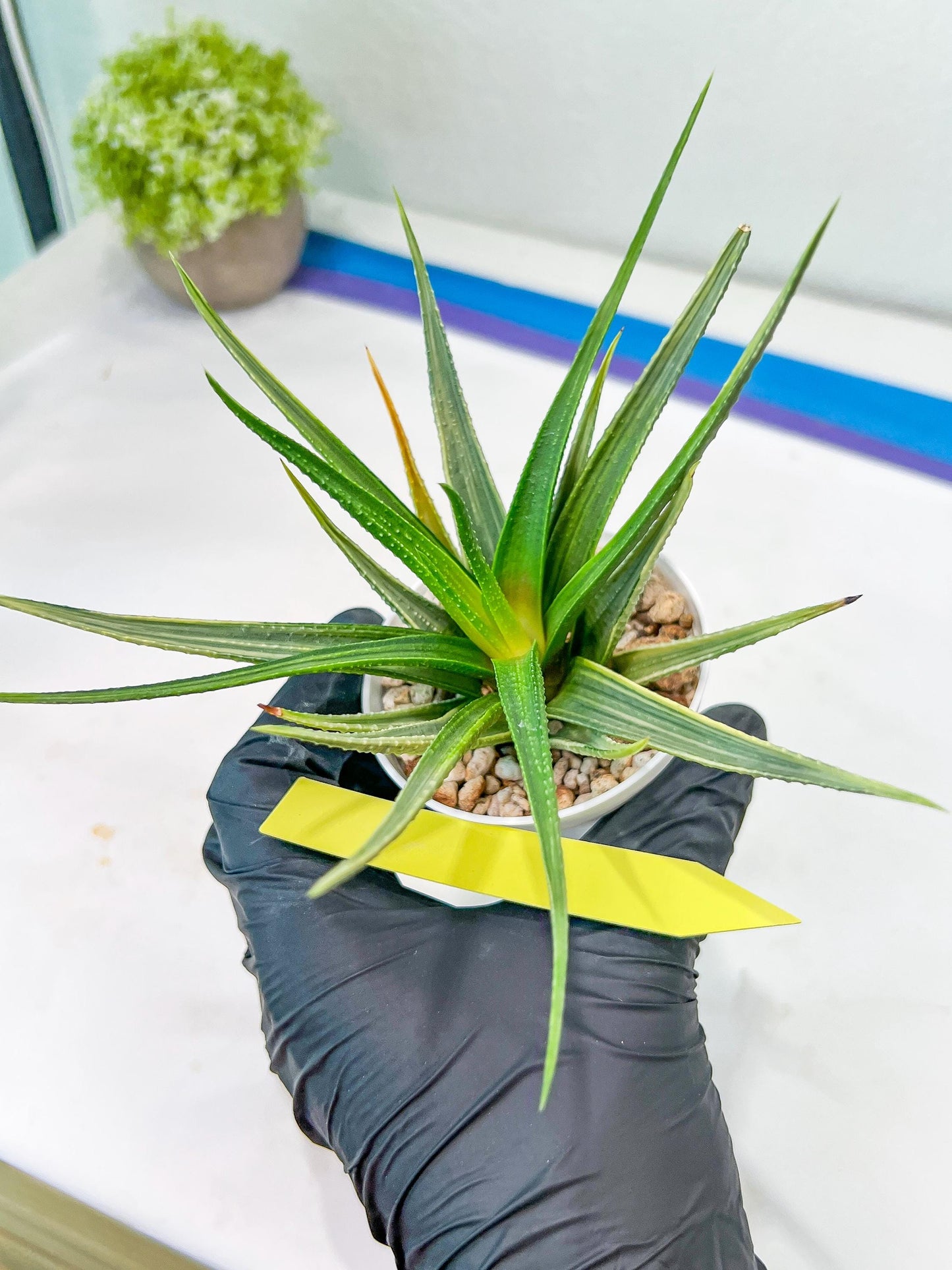 Haworthia Aura (H7) | Impored Haworthia