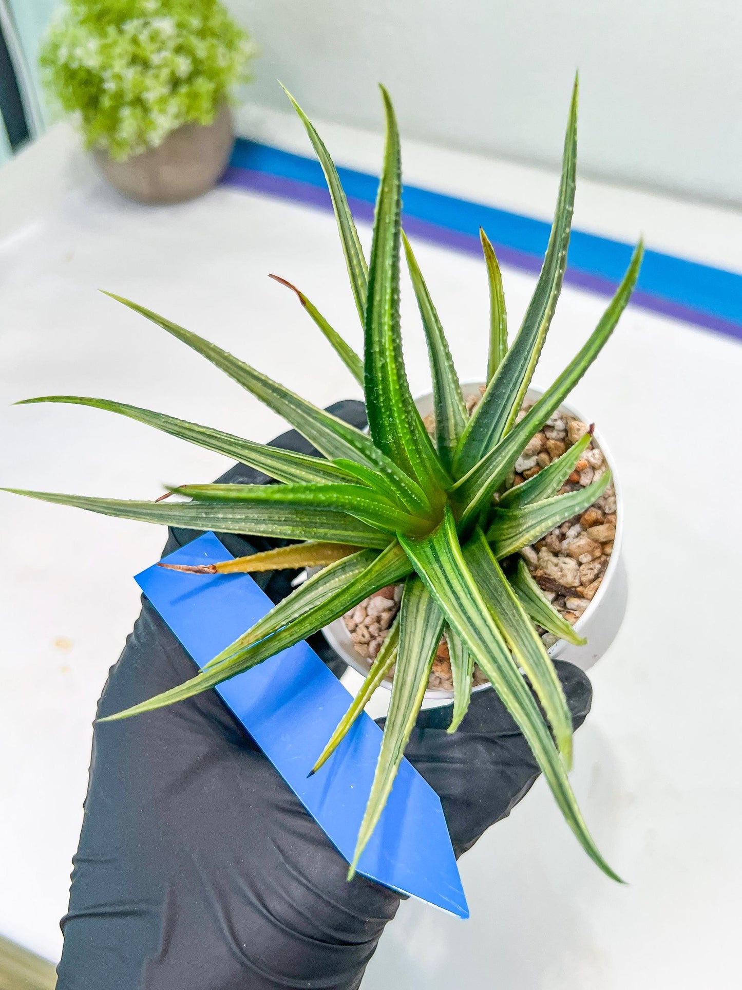 Haworthia Aura (H7) | Impored Haworthia