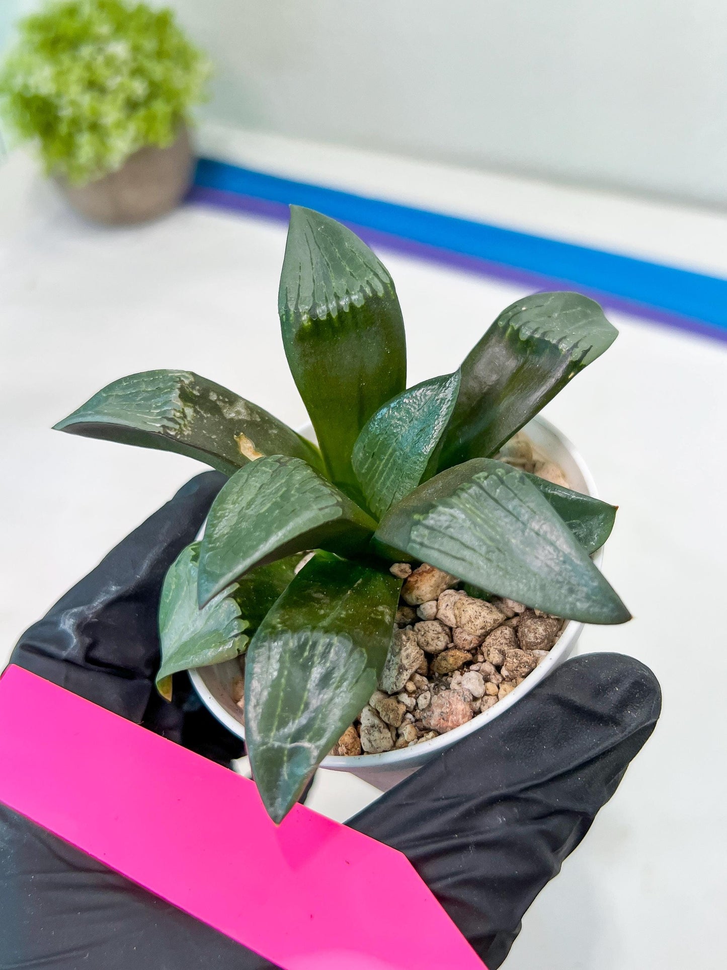 Haworthia Bayeri Konoha (#H7) | Imported Succulent