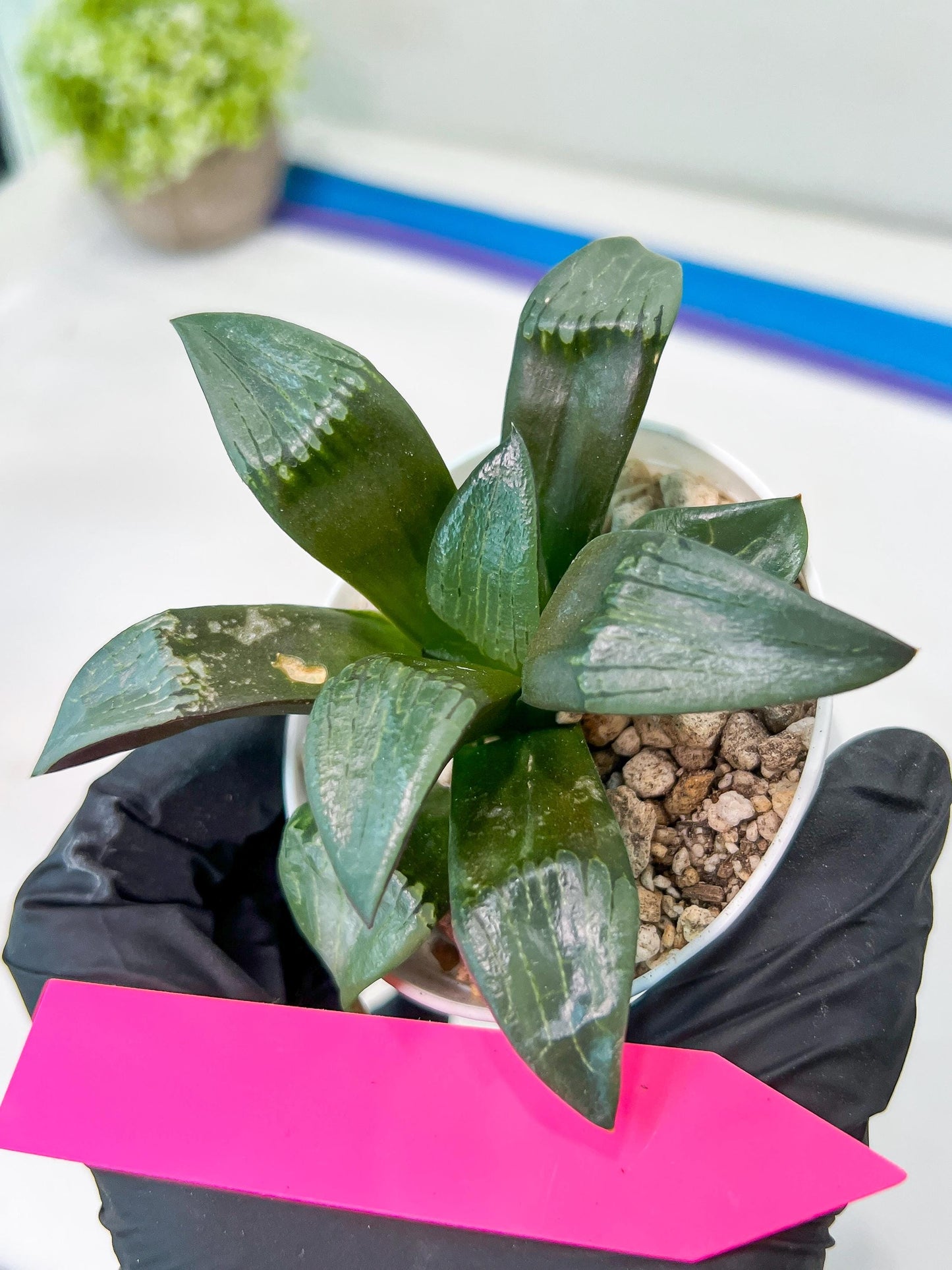 Haworthia Bayeri Konoha (#H7) | Imported Succulent