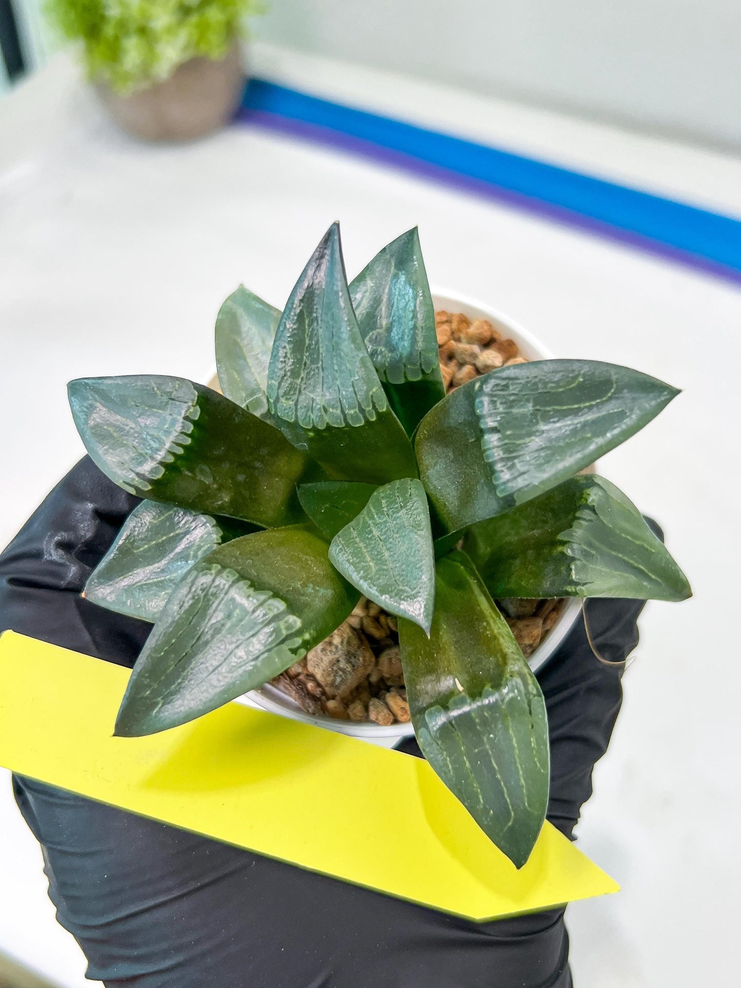 Haworthia Bayeri Konoha (#H7) | Imported Succulent