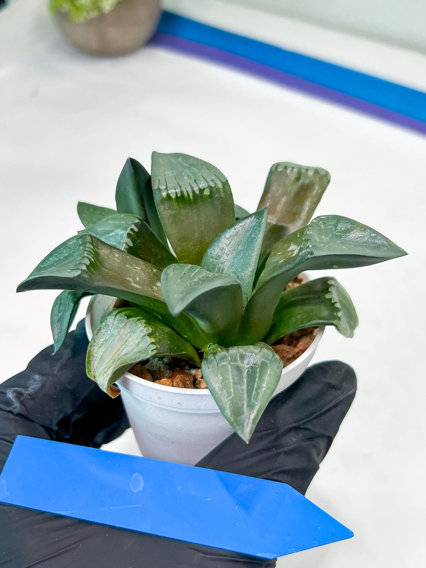 Haworthia Bayeri Konoha (#H7) | Imported Succulent