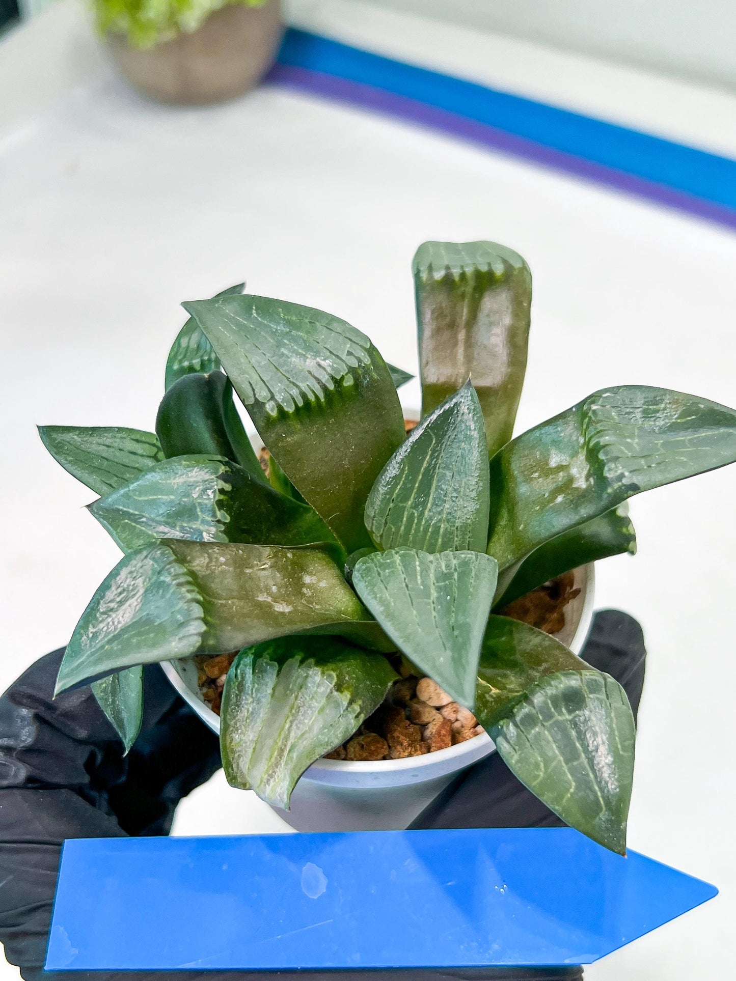 Haworthia Bayeri Konoha (#H7) | Imported Succulent