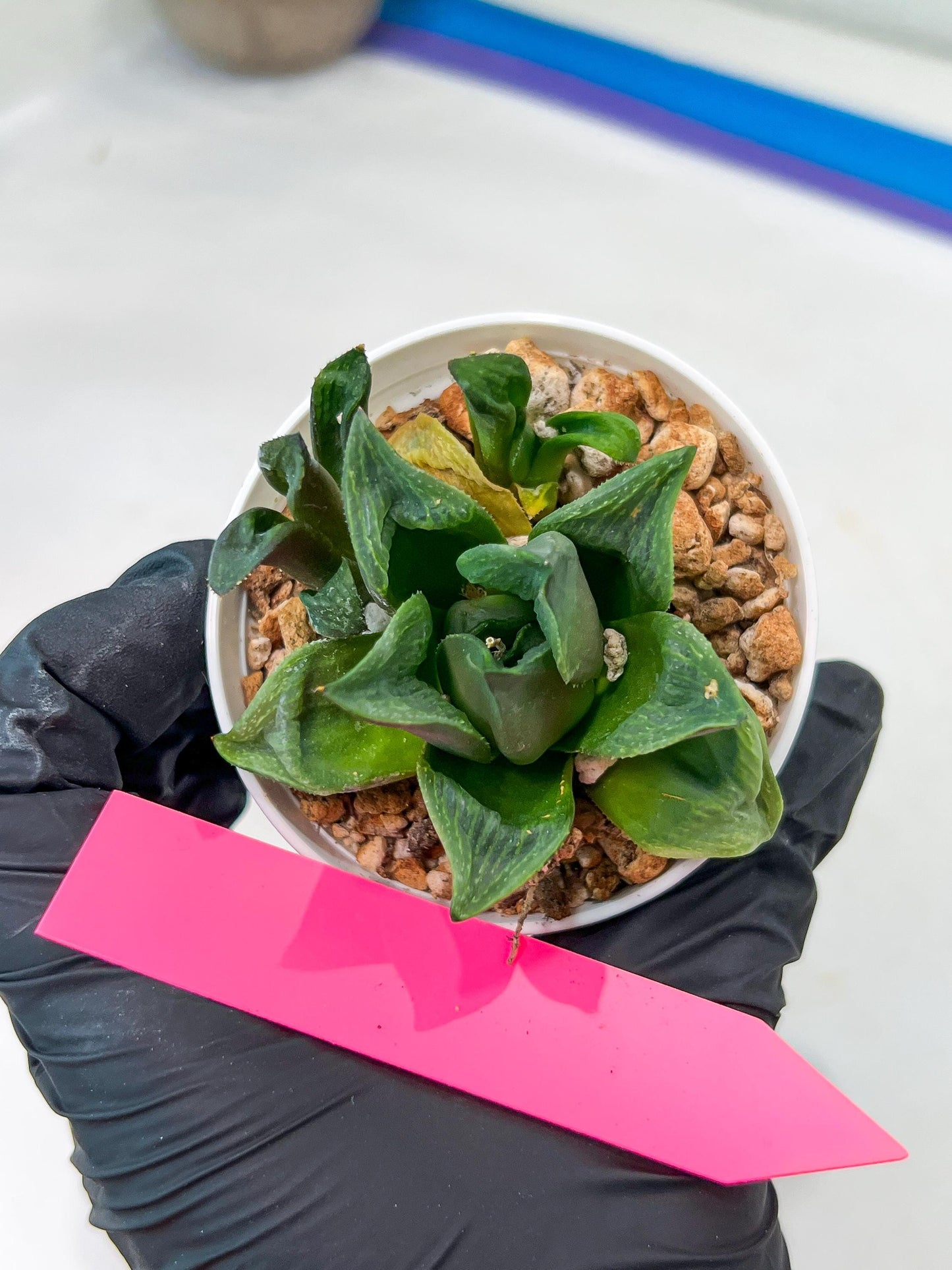 Haworthia Stabilo (#H7) | Imported Succulent | Hong Kong Rare Species