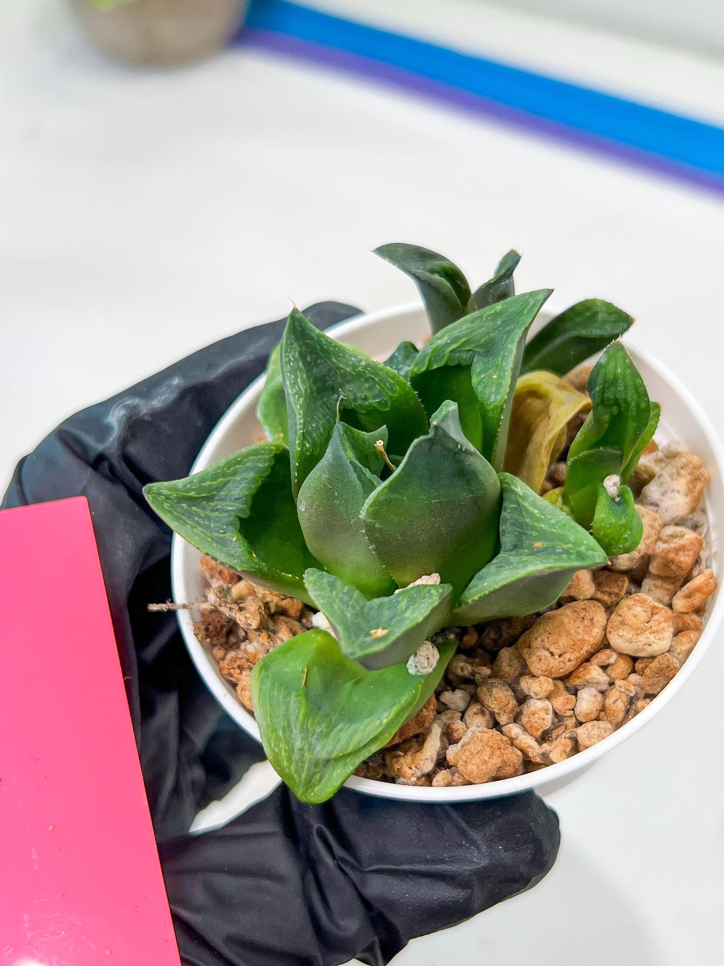 Haworthia Stabilo (#H7) | Imported Succulent | Hong Kong Rare Species