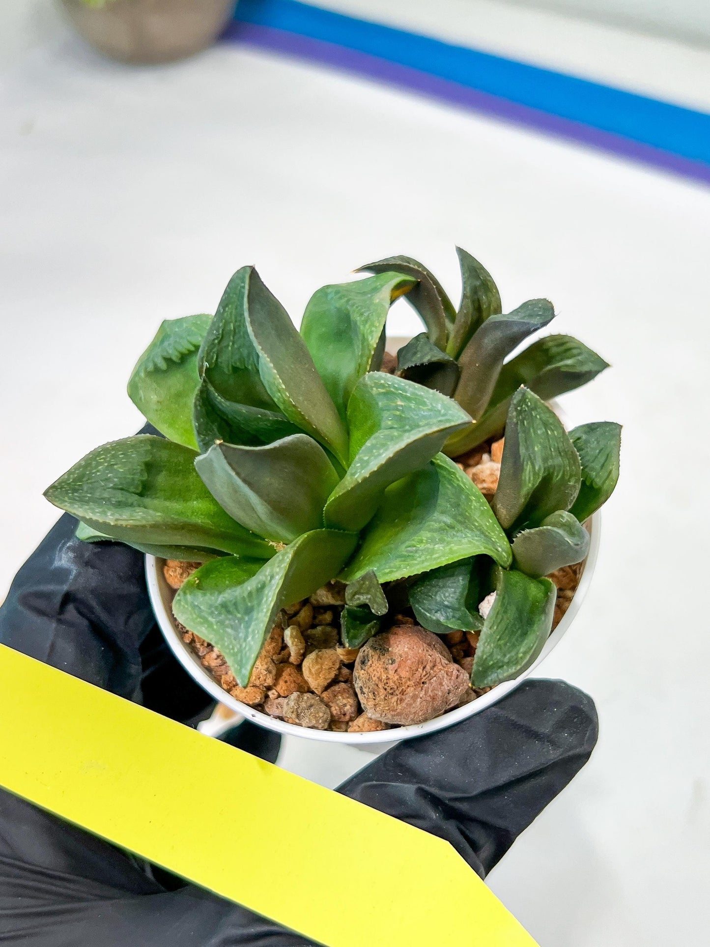 Haworthia Stabilo (#H7) | Imported Succulent | Hong Kong Rare Species