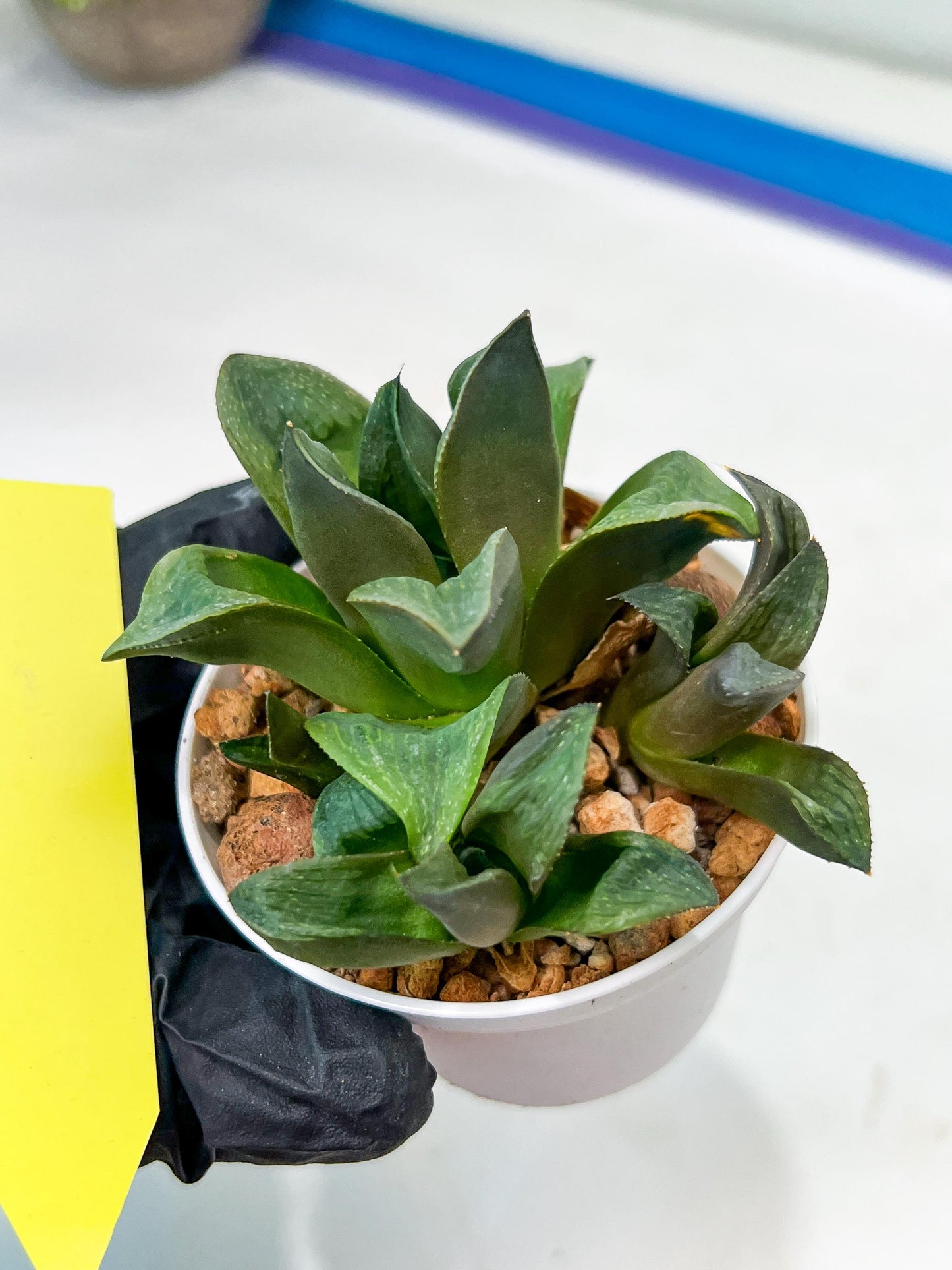 Haworthia Stabilo (#H7) | Imported Succulent | Hong Kong Rare Species