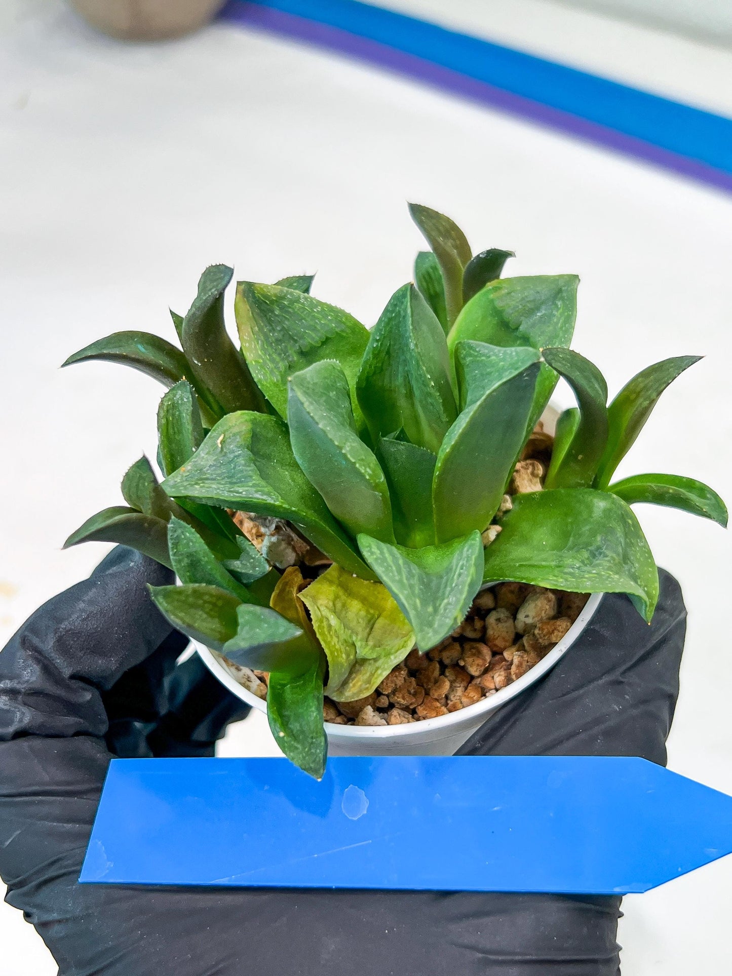 Haworthia Stabilo (#H7) | Imported Succulent | Hong Kong Rare Species