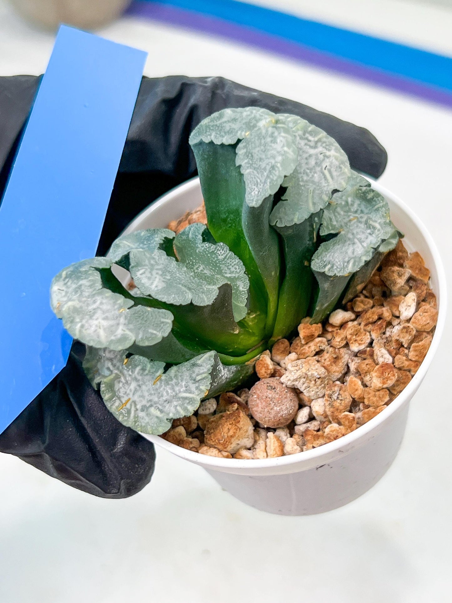 Haworthia Truncata White Mammoth (#H7) | Imported Succulent | Hong Kong Rare Species