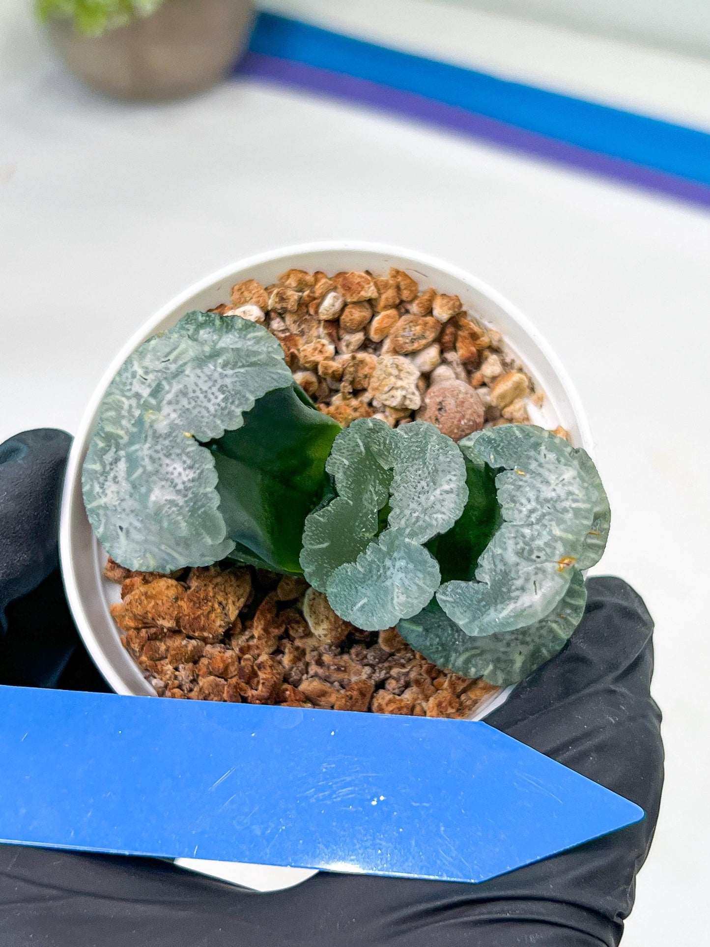 Haworthia Truncata White Mammoth (#H7) | Imported Succulent | Hong Kong Rare Species