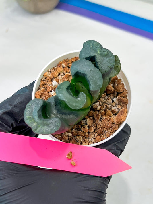 Haworthia Green Fall (#H7) | Imported Succulent | Hong Kong Rare Species