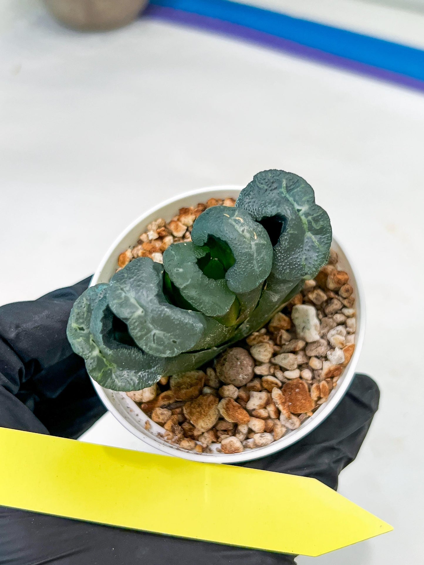 Haworthia Green Fall (#H7) | Imported Succulent | Hong Kong Rare Species