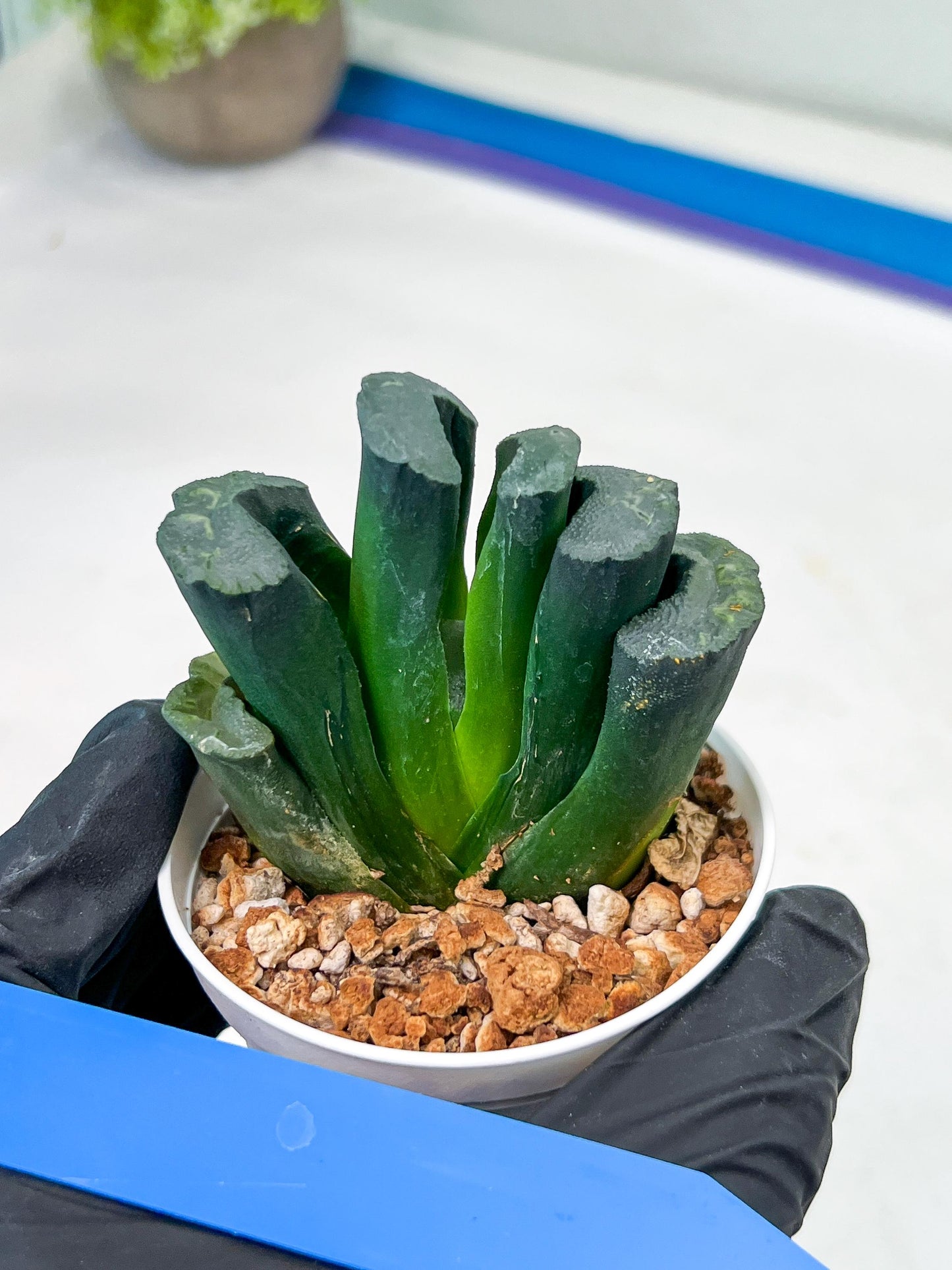 Haworthia Green Fall (#H7) | Imported Succulent | Hong Kong Rare Species