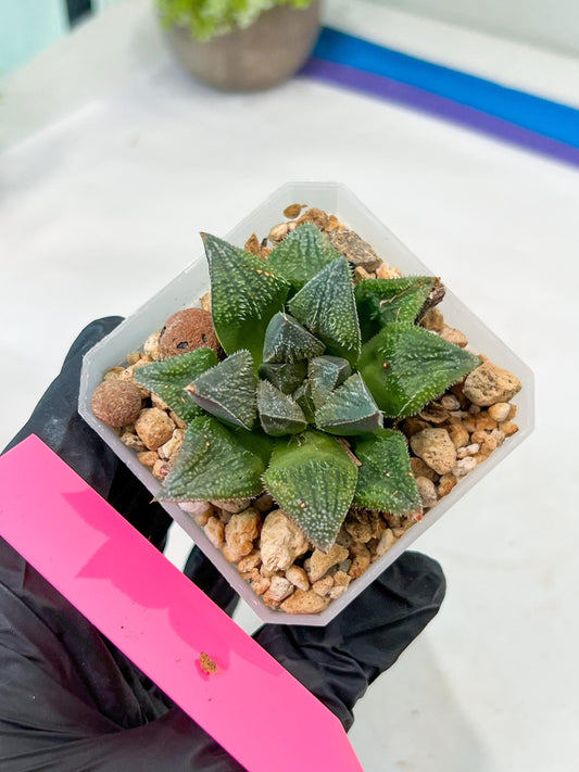 Haworthia cv. Hakuma (#H7) | Impored Haworthia