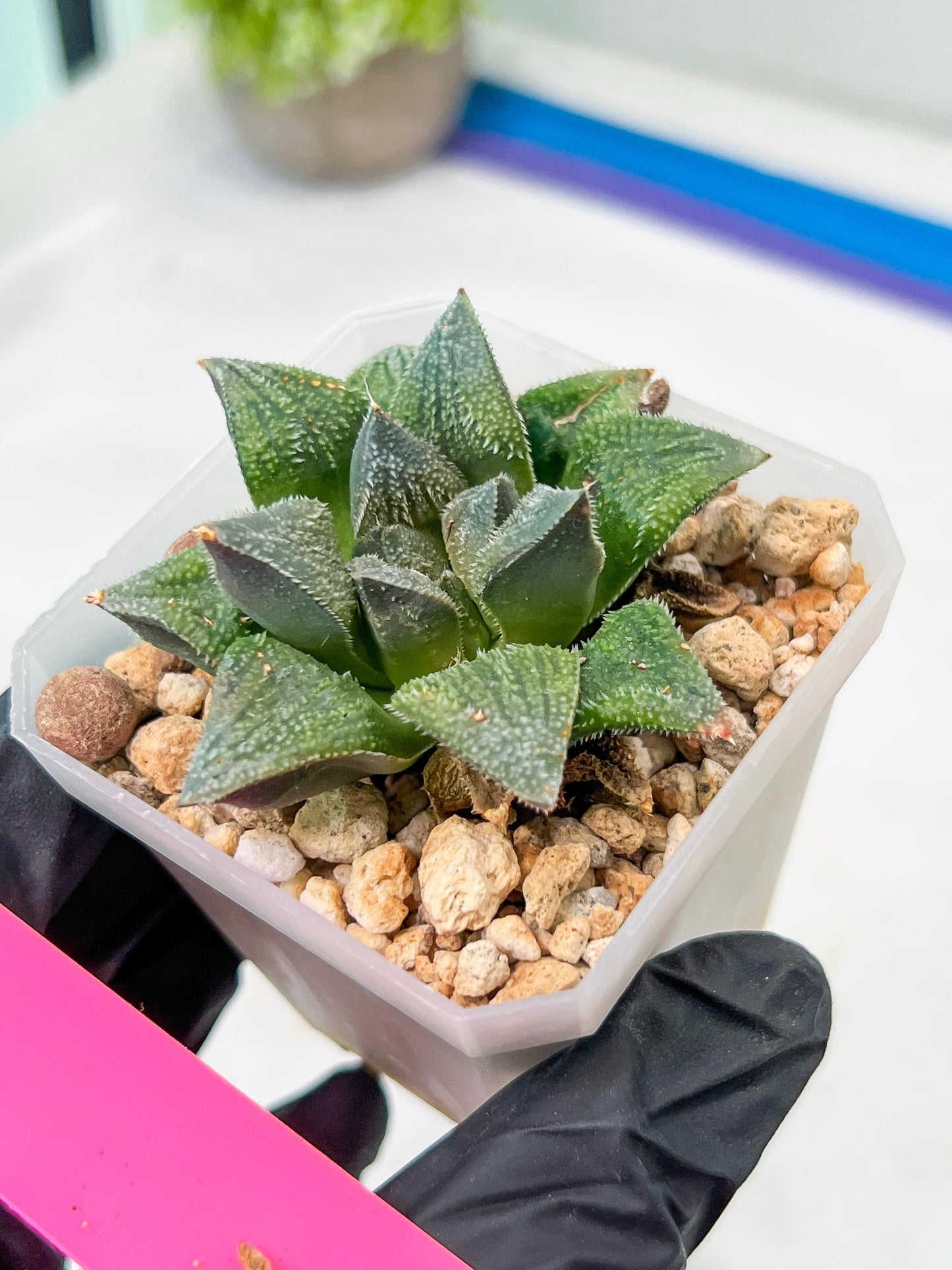 Haworthia cv. Hakuma (#H7) | Impored Haworthia