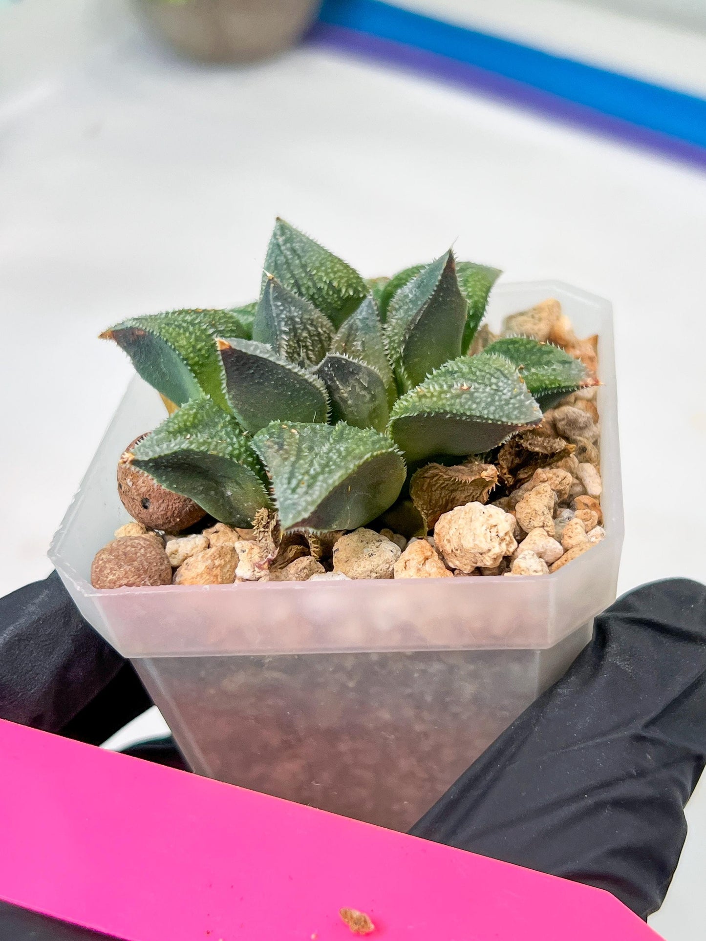 Haworthia cv. Hakuma (#H7) | Impored Haworthia