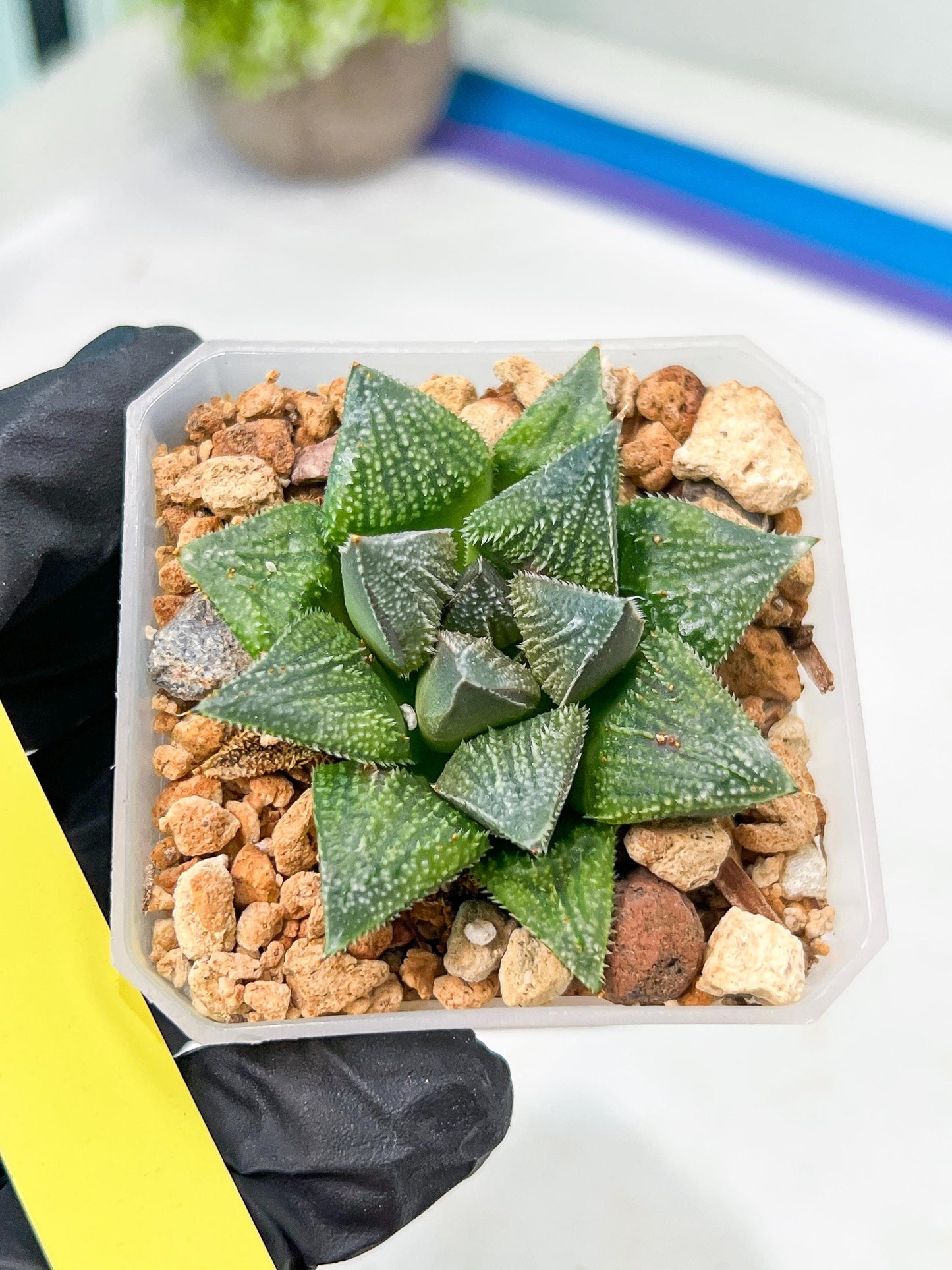 Haworthia cv. Hakuma (#H7) | Impored Haworthia