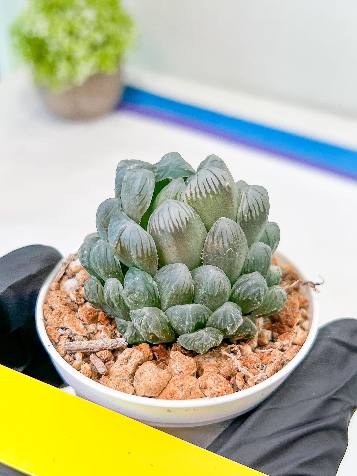 Haworthia Ice Lantern or Bingdeng (H2G) | Imported Succulent | Hong Kong Rare Species