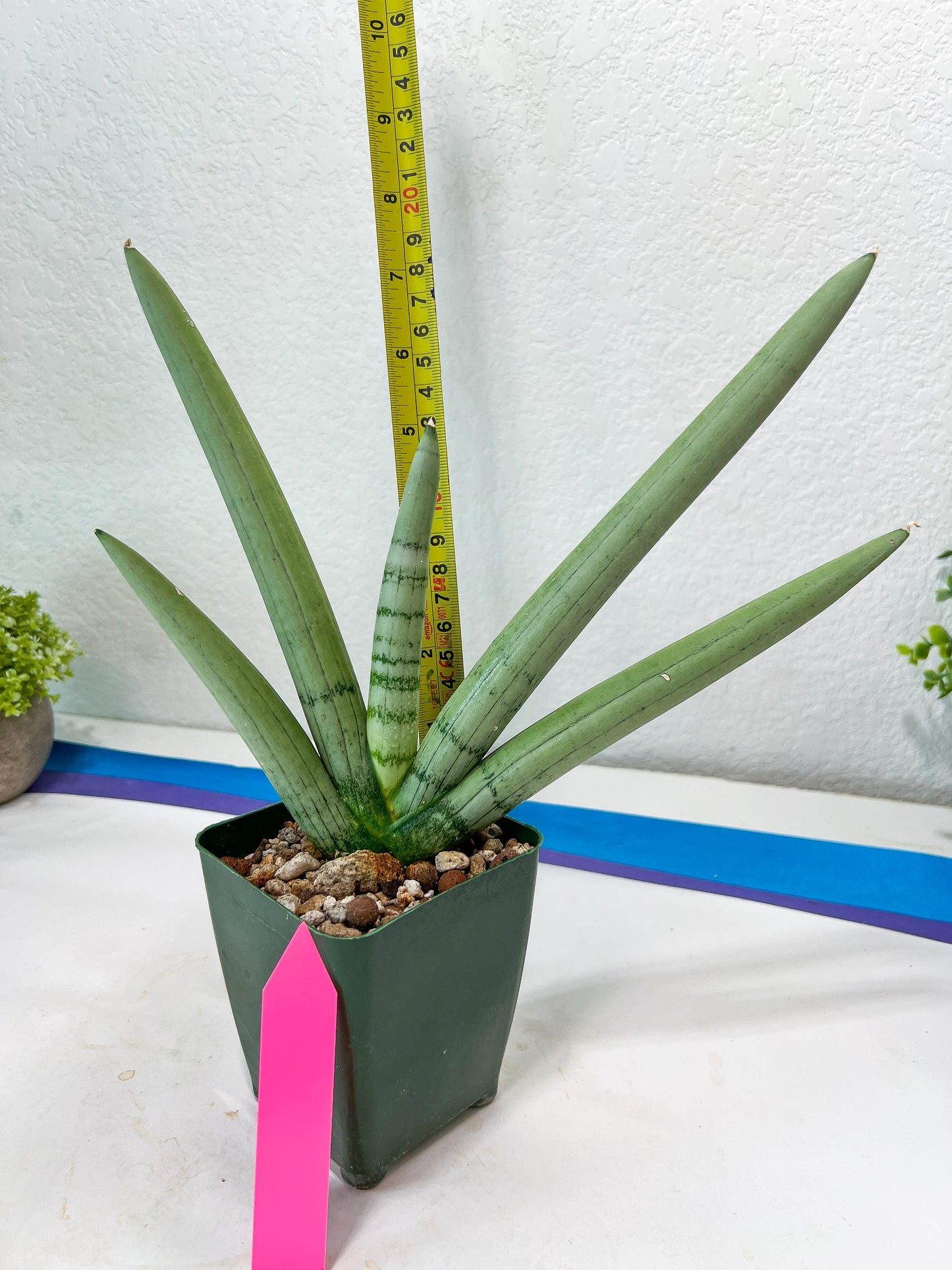 Sansevieria Boncel PLATINUM (#C7) | Imported Plants | Rare Hybrid Species