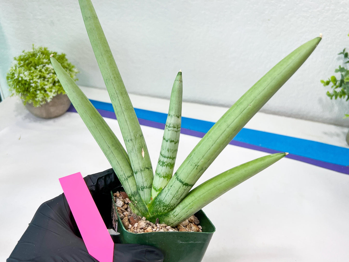 Sansevieria Boncel PLATINUM (#C7) | Imported Plants | Rare Hybrid Species