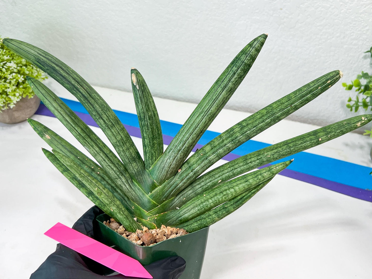 Sansevieria Boncel Devil (#C7) | Imported Plants | Rare Hybrid Species