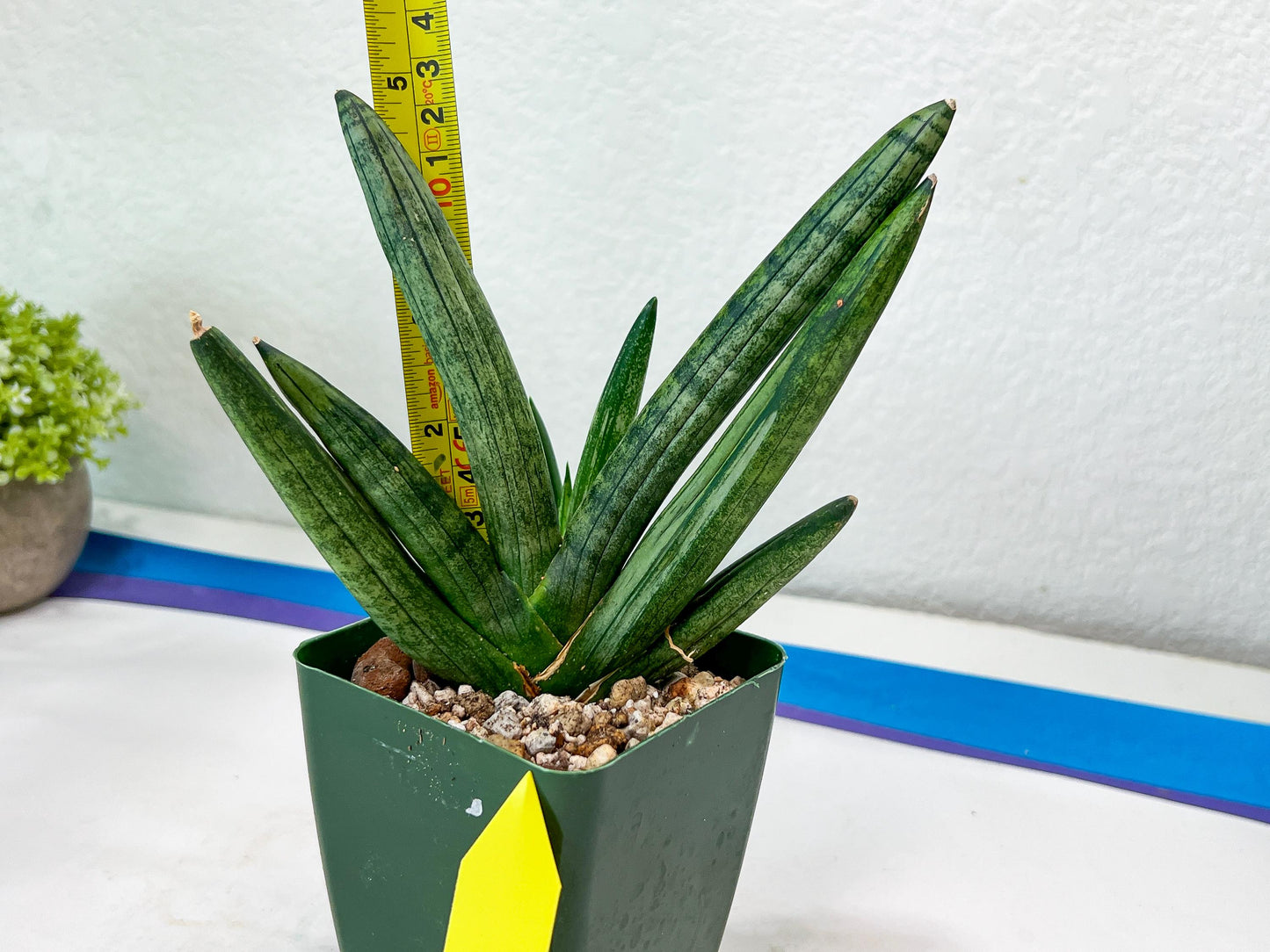 Sansevieria Boncel Devil (#C7) | Imported Plants | Rare Hybrid Species