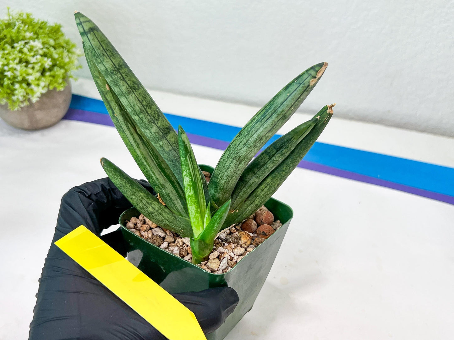 Sansevieria Boncel Devil (#C7) | Imported Plants | Rare Hybrid Species