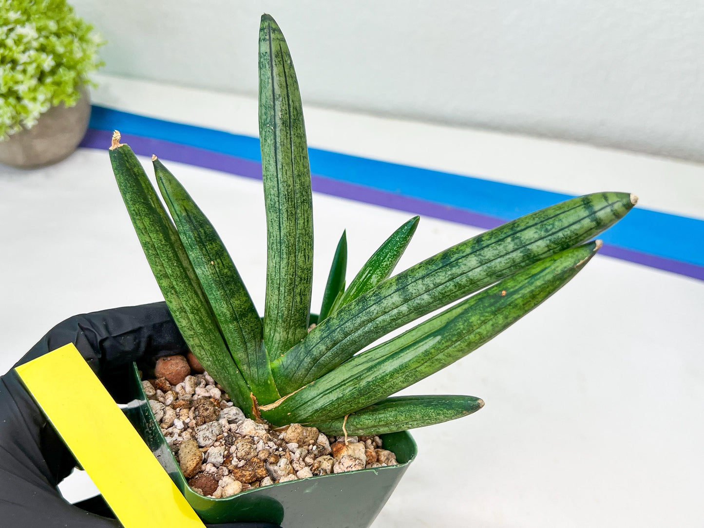 Sansevieria Boncel Devil (#C7) | Imported Plants | Rare Hybrid Species