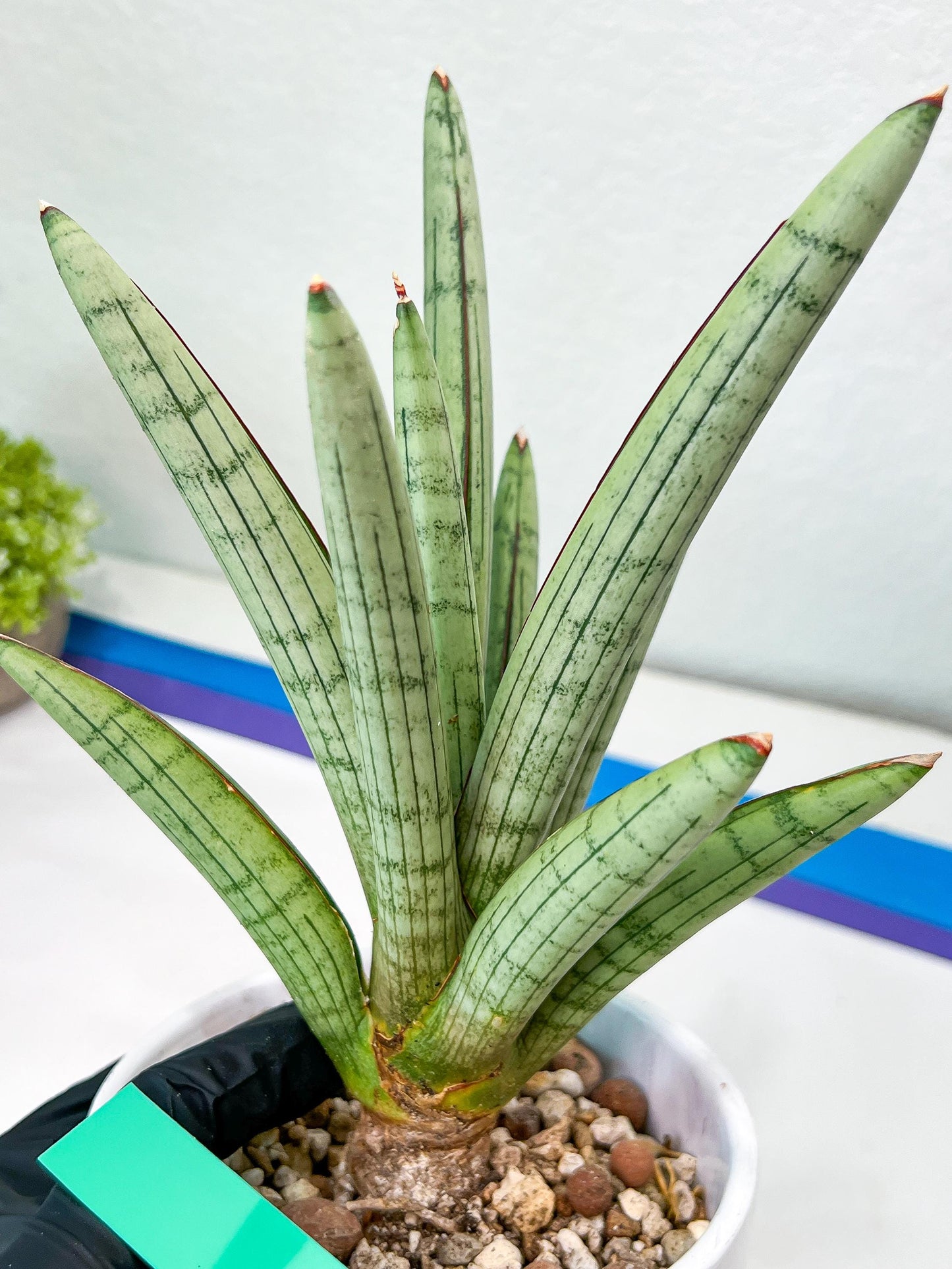 Sansevieria Angel XL (#C7) | TImported Plants | Rare Hybrid Species