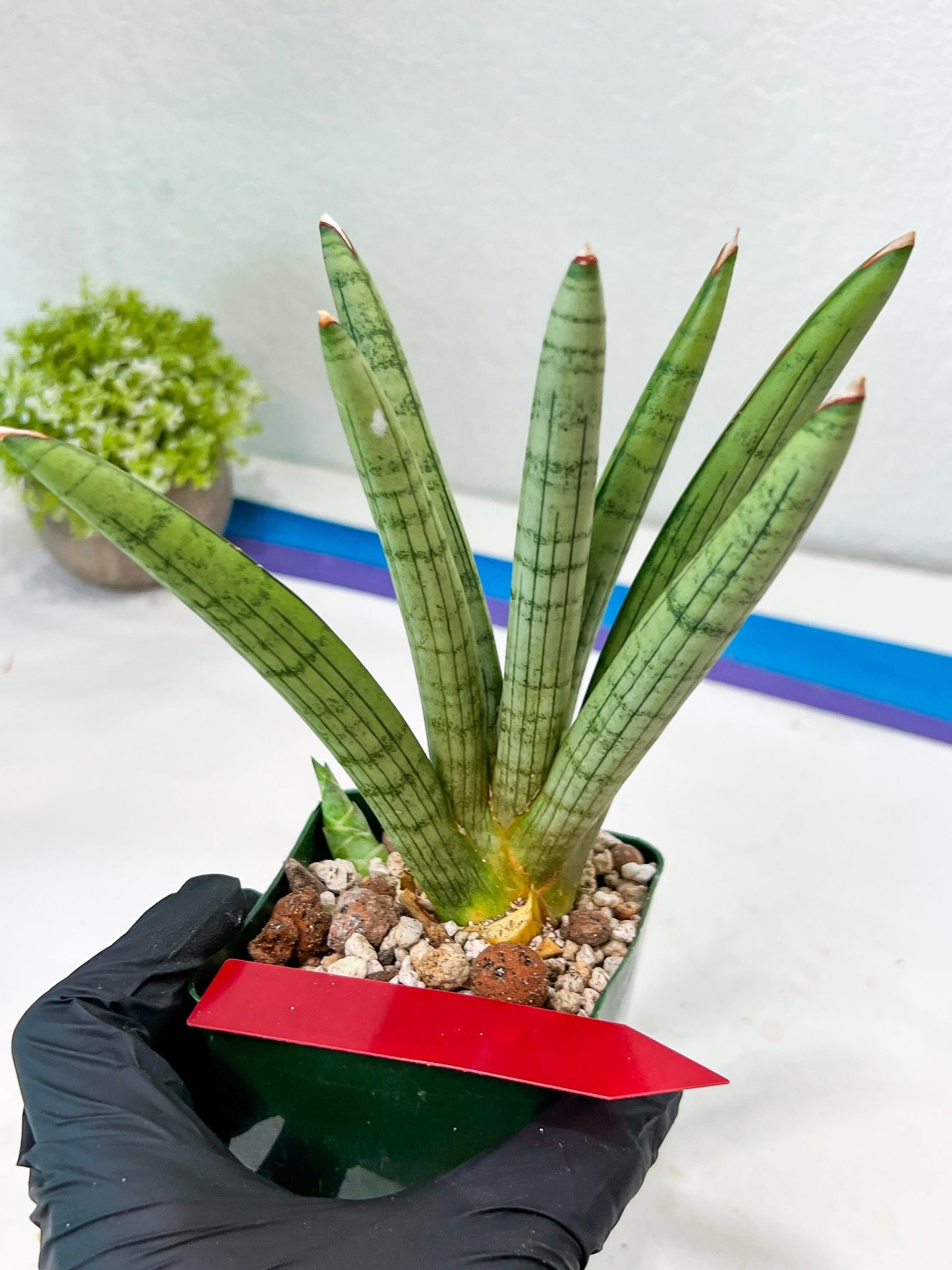 Sansevieria Angel XL (#C7) | TImported Plants | Rare Hybrid Species