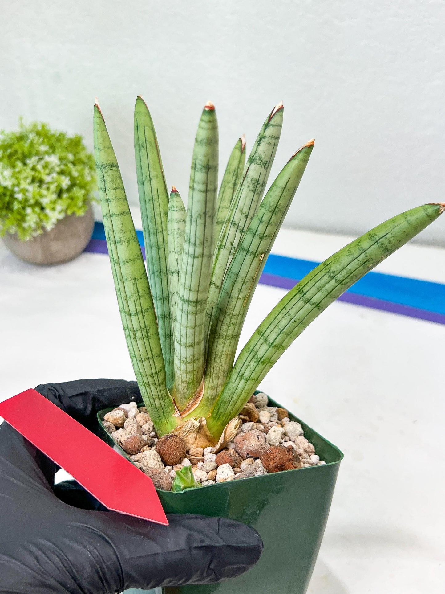 Sansevieria Angel XL (#C7) | TImported Plants | Rare Hybrid Species