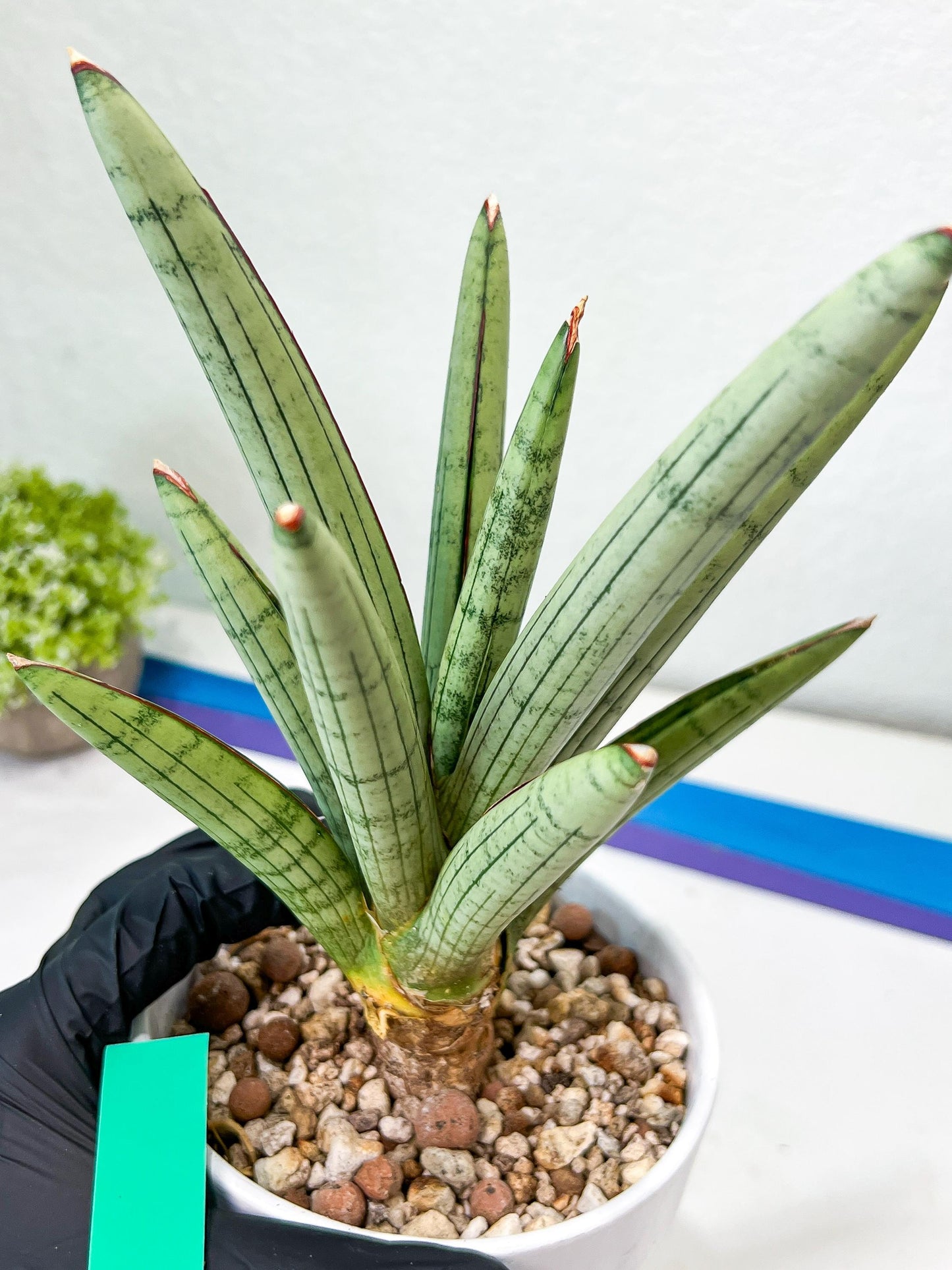 Sansevieria Angel XL (#C7) | TImported Plants | Rare Hybrid Species