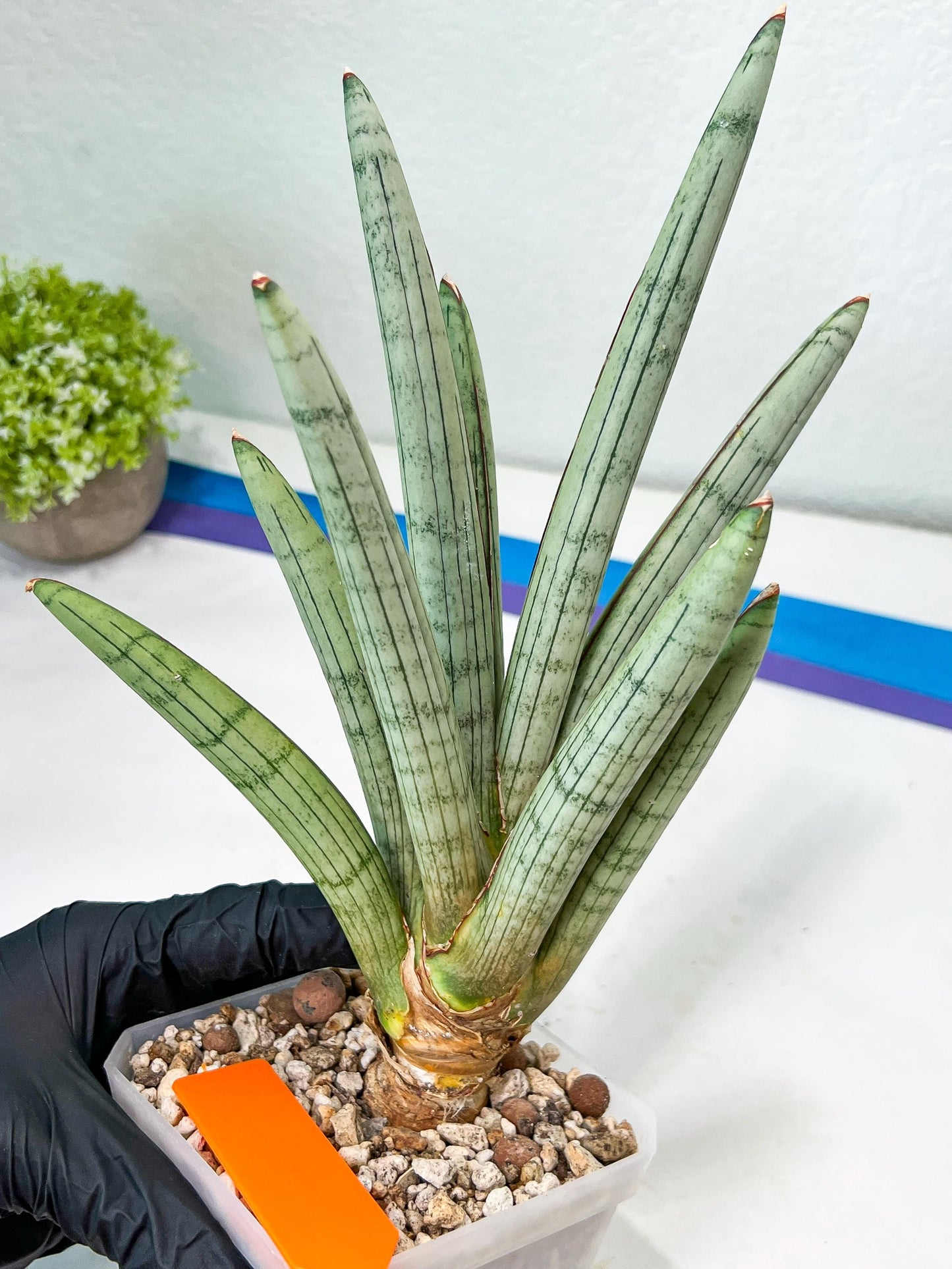 Sansevieria Angel XL (#C7) | TImported Plants | Rare Hybrid Species