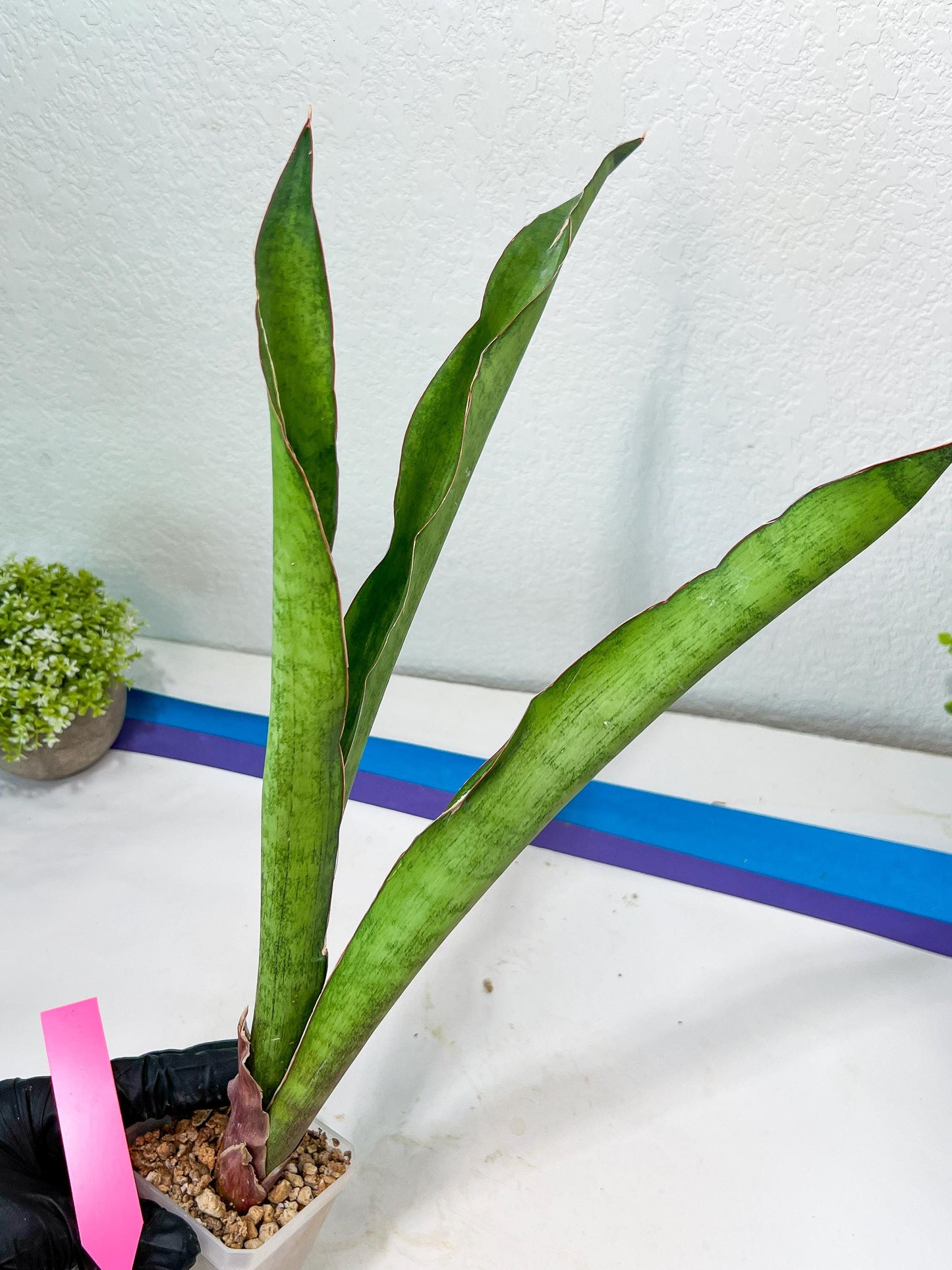 Sansevieria Jeune Matcha| Imported Snake Plants | New Hybrids
