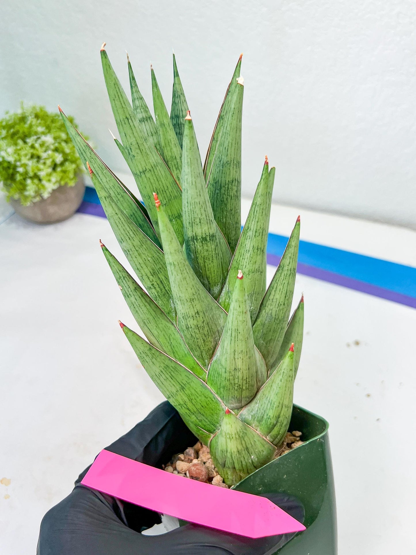 Sansevieria Rockman XXL (#D1) | Imported Plants