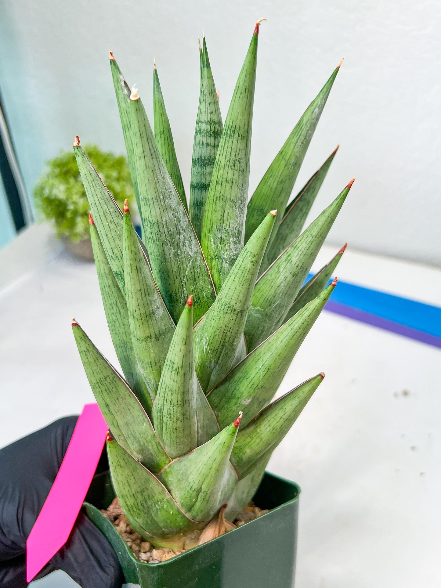 Sansevieria Rockman XXL (#D1) | Imported Plants