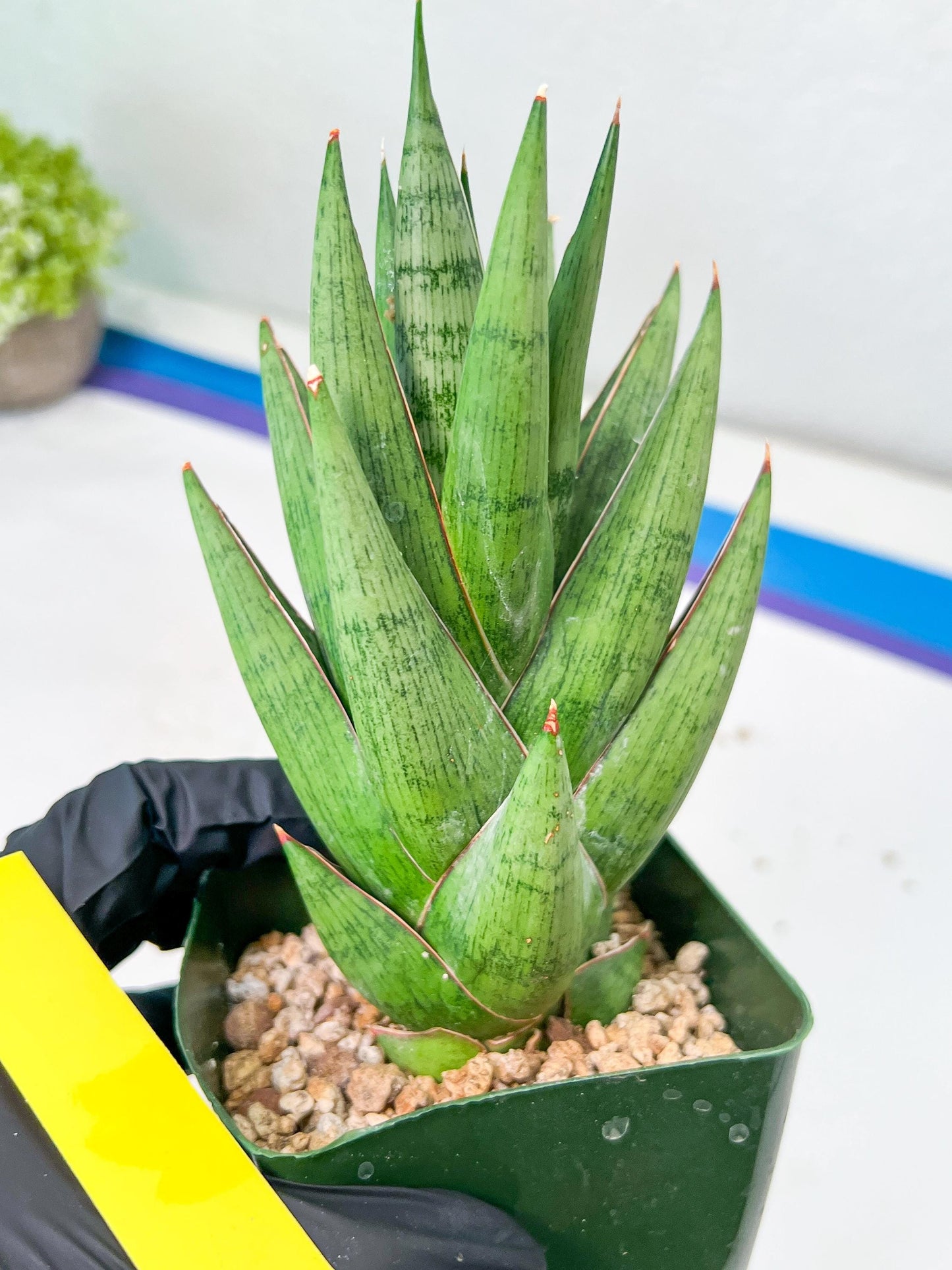 Sansevieria Rockman XXL (#D1) | Imported Plants